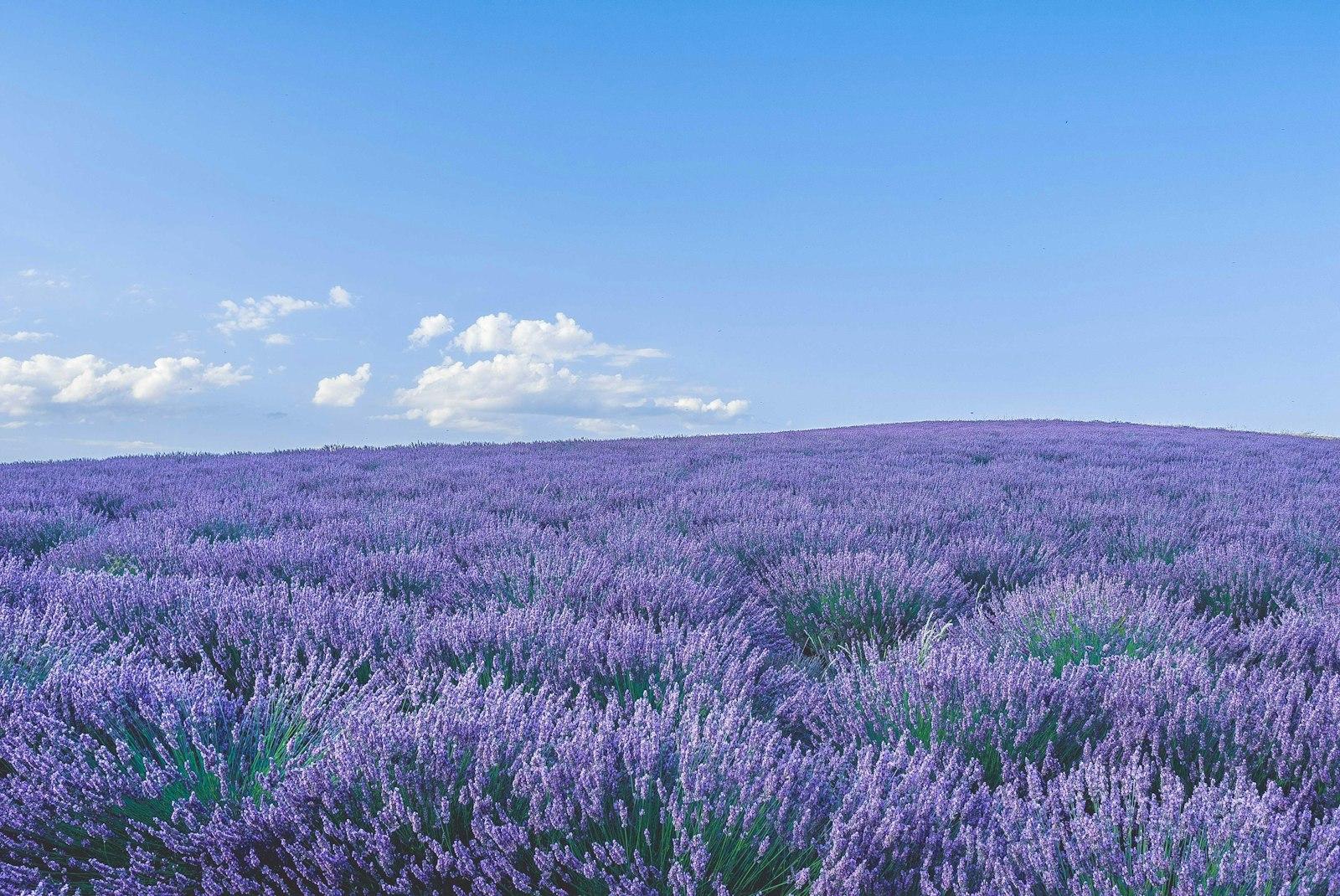 Lavande Fileds jigsaw puzzle preview