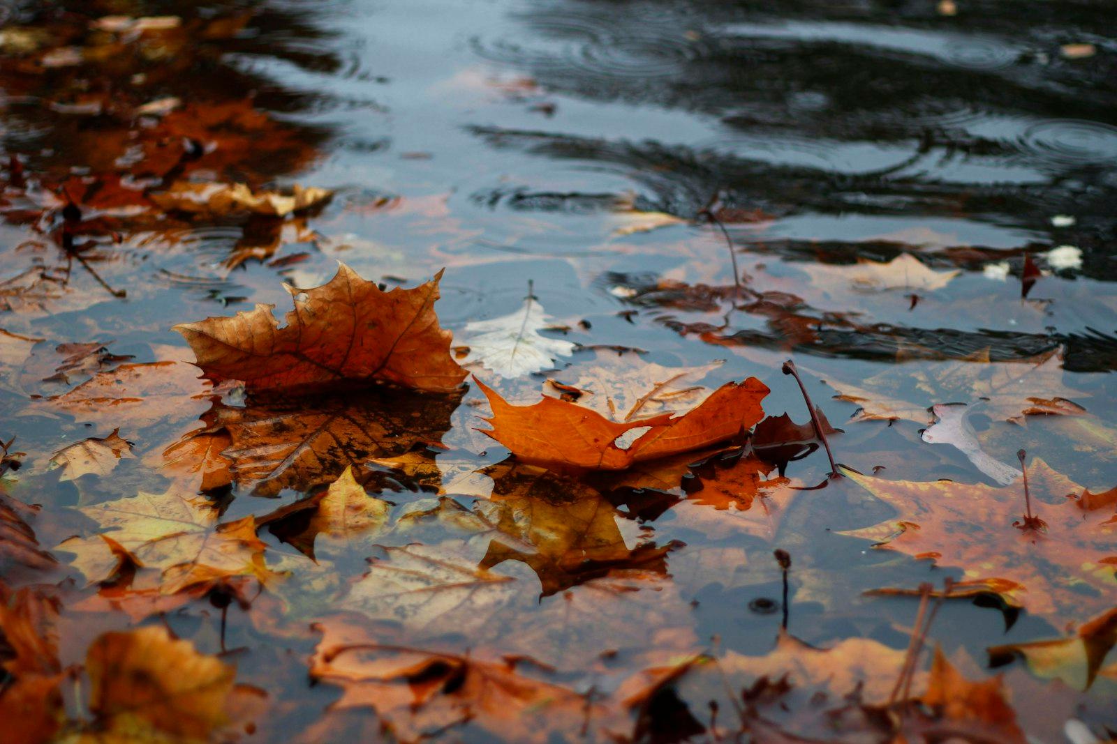 Leaves In The Water jigsaw puzzle preview