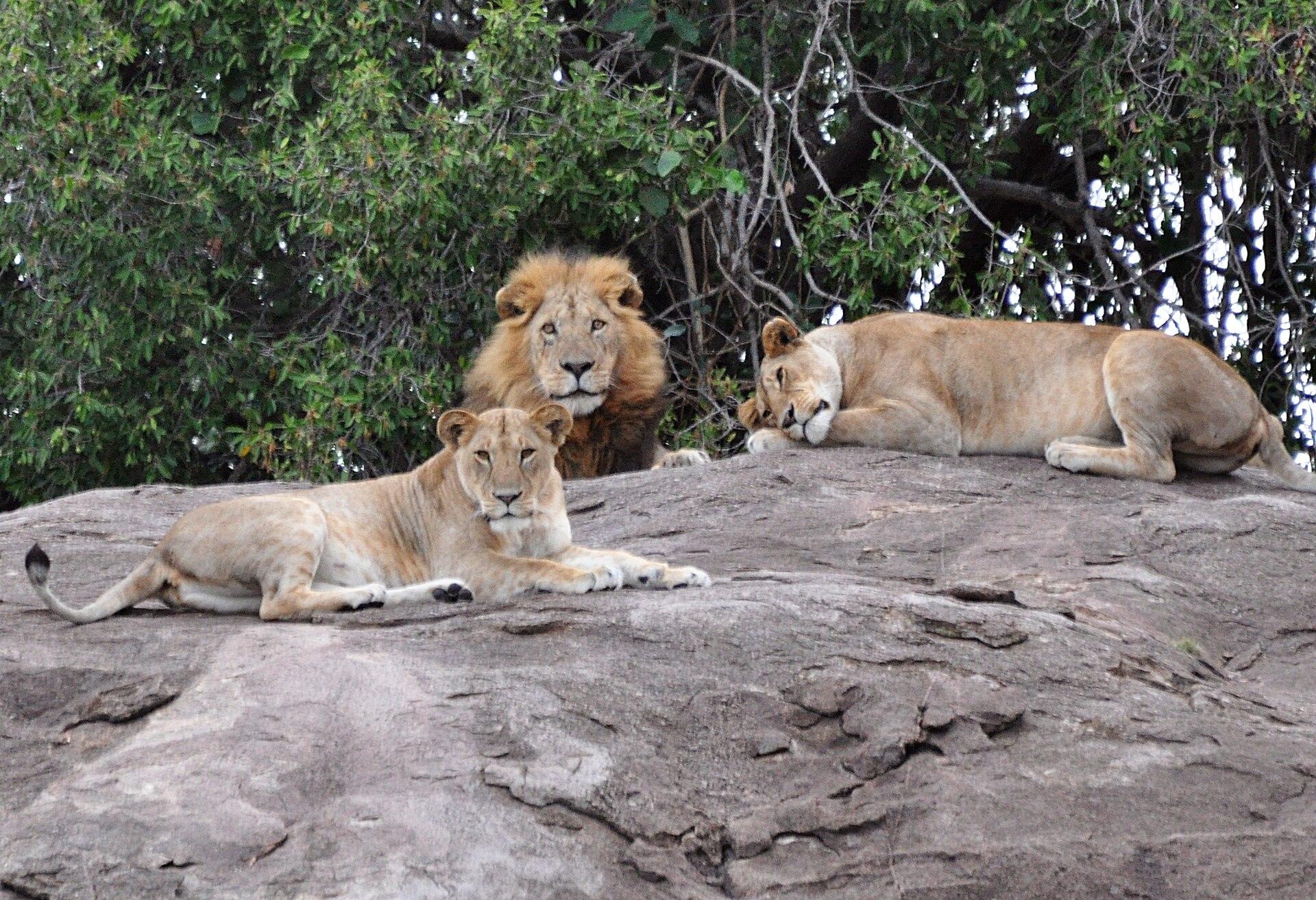 Lion Pride at Rest jigsaw puzzle preview
