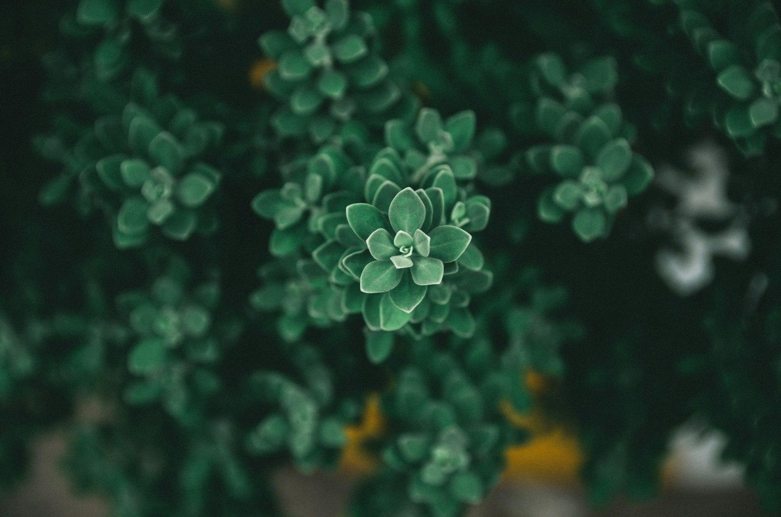 Little Leaf — daily jigsaw puzzle for Saturday, June 20, 2026
