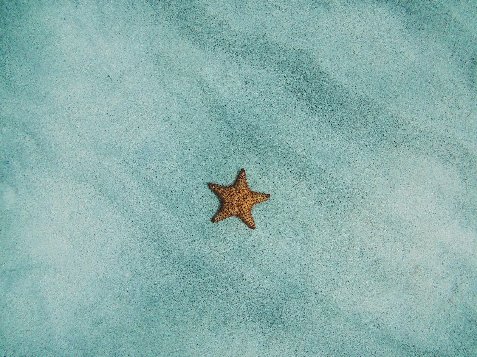 Lone Star jigsaw puzzle preview