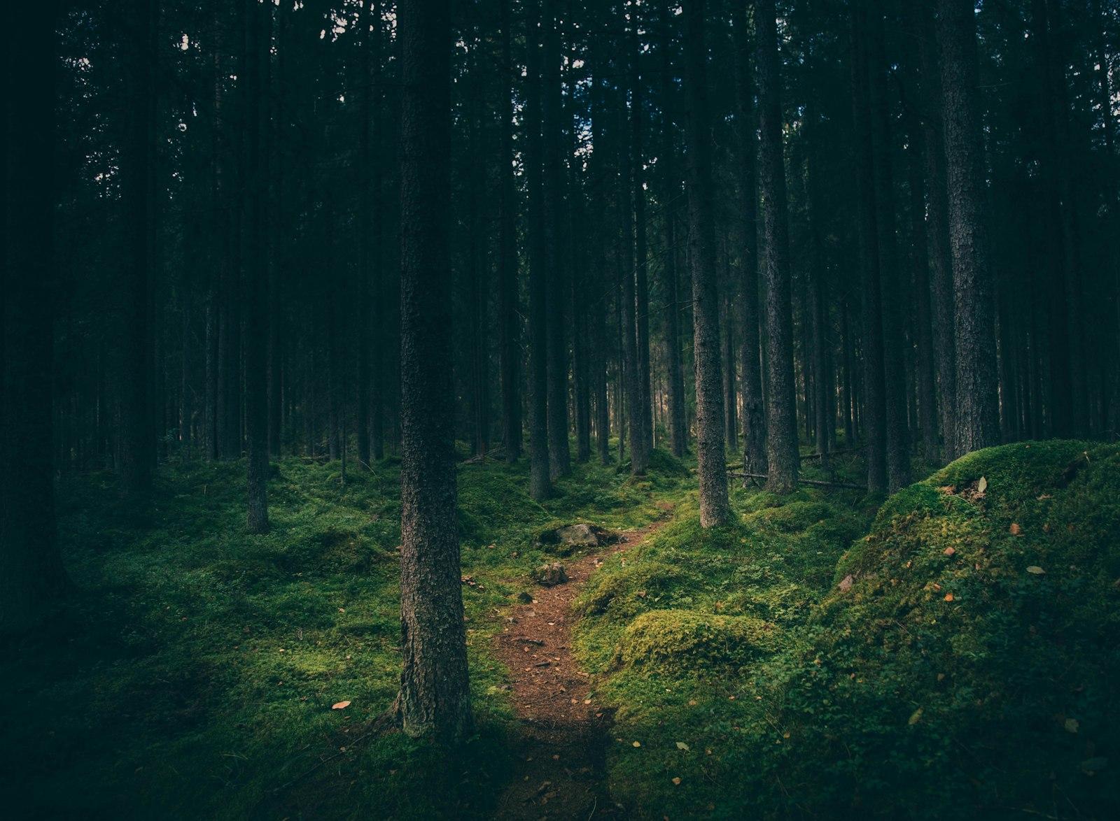 Lost In The Wilderness jigsaw puzzle preview