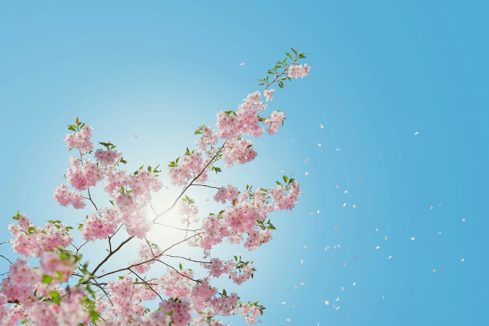 Low Angle Of Pink Flowering Tree jigsaw puzzle preview