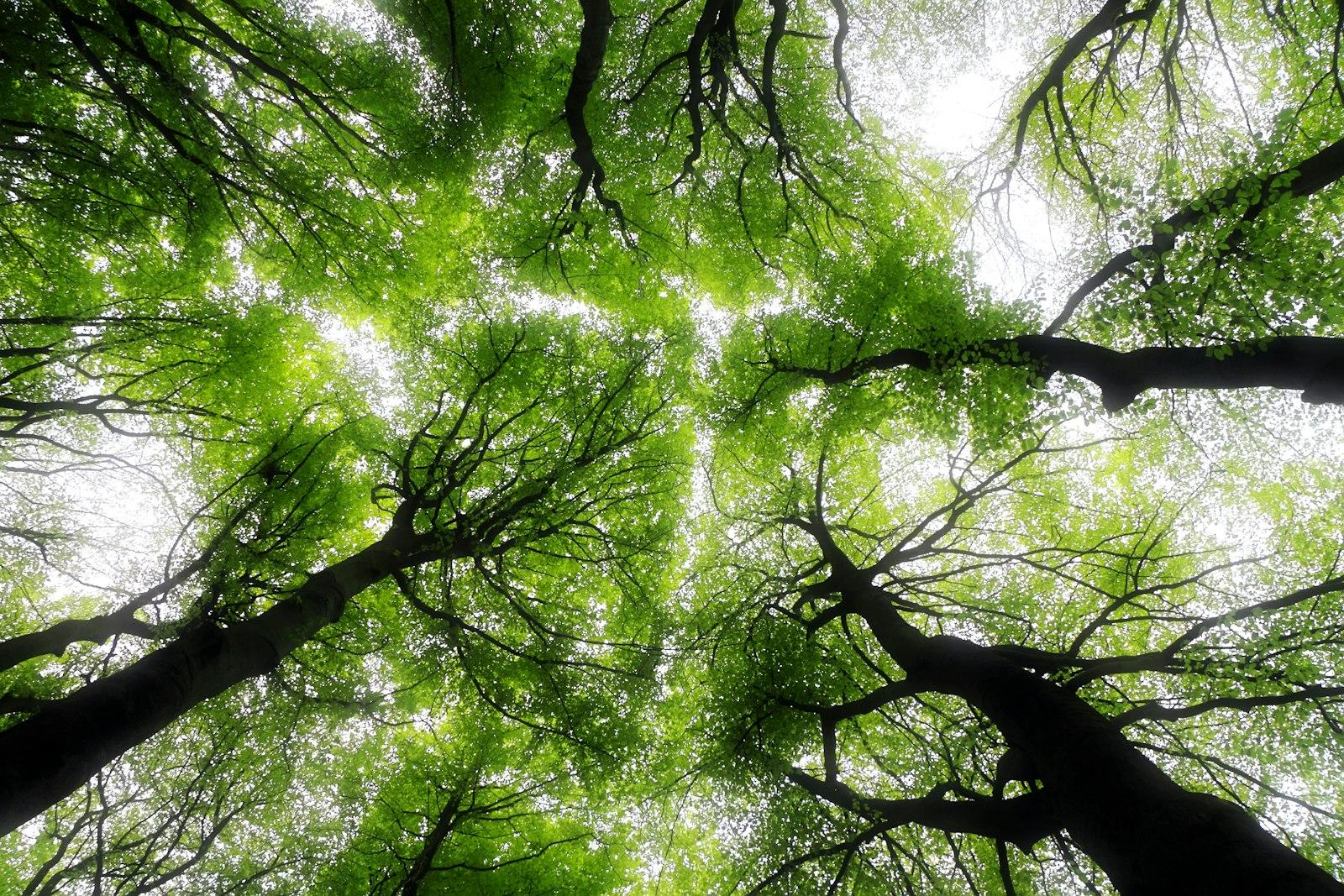 Low Angle Photography Of Trees During Daytime jigsaw puzzle preview