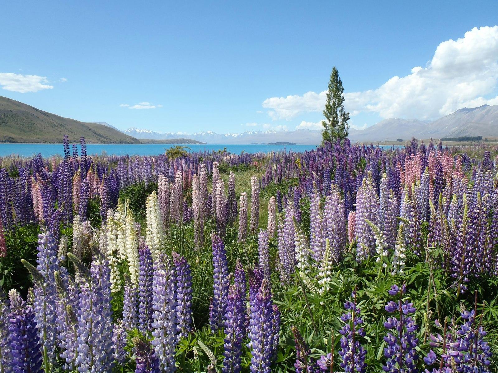 Lupine Near A Mountain Lake jigsaw puzzle preview