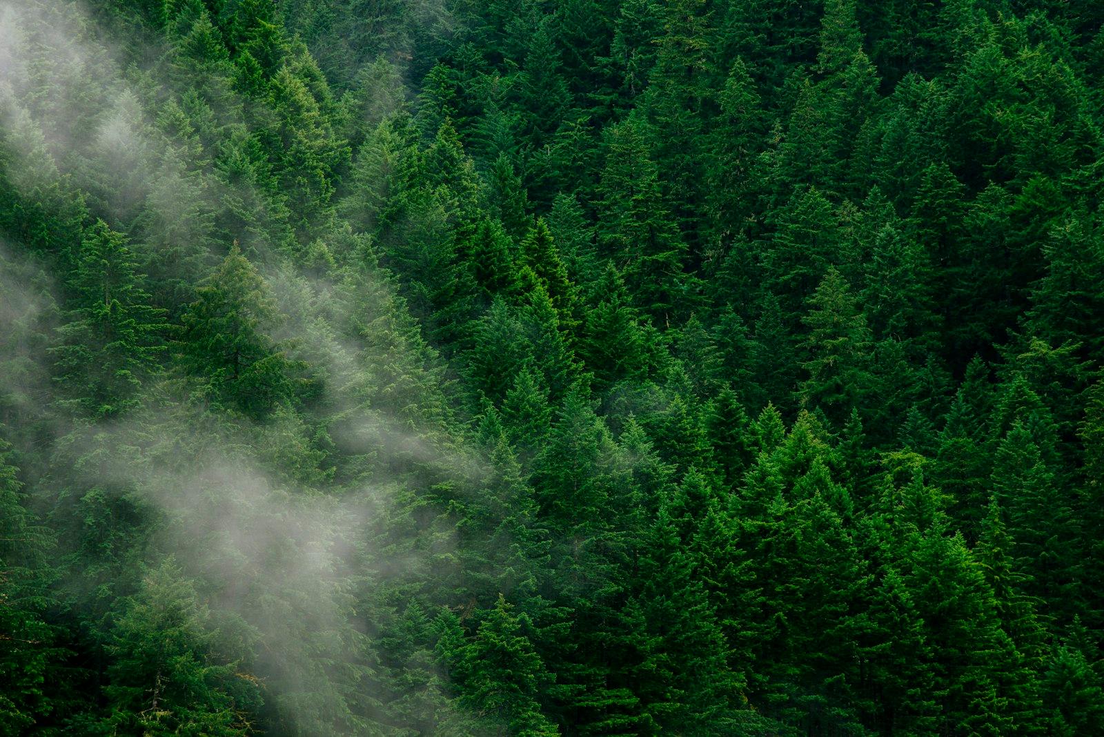 Lush Green Pine Forest jigsaw puzzle preview