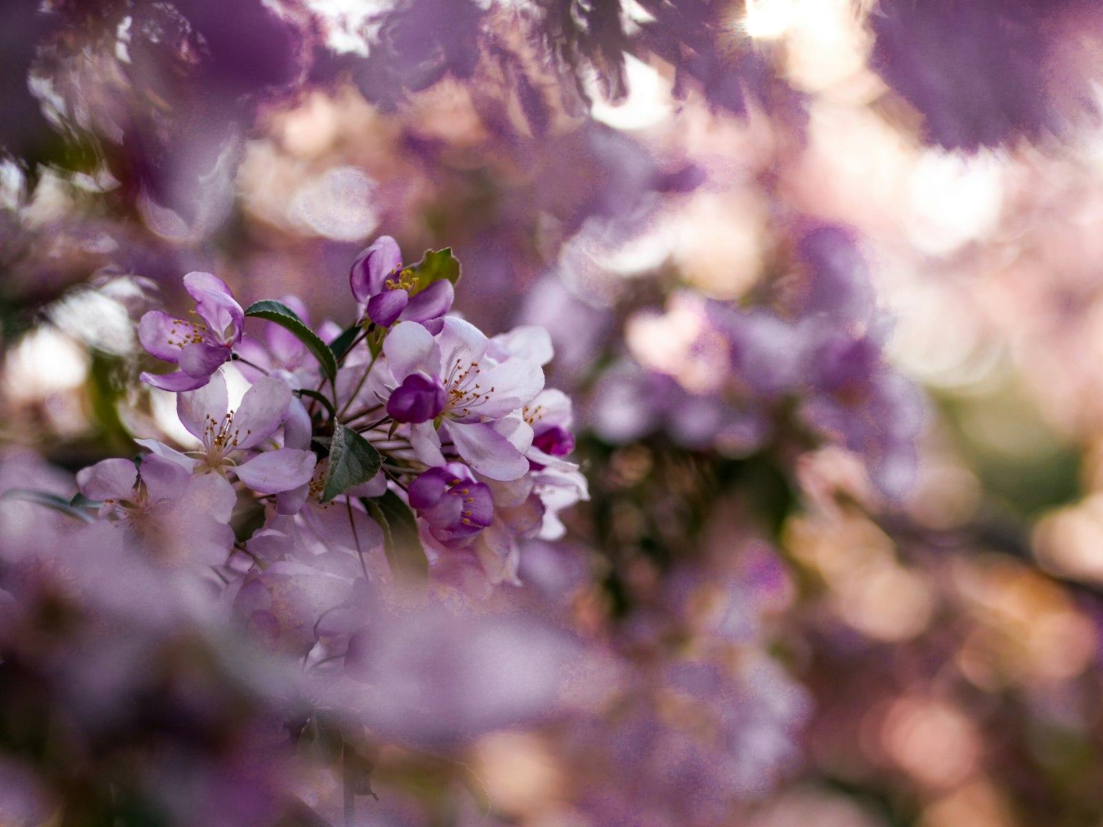 Macro Shot Photo Of Purple Flowers jigsaw puzzle preview