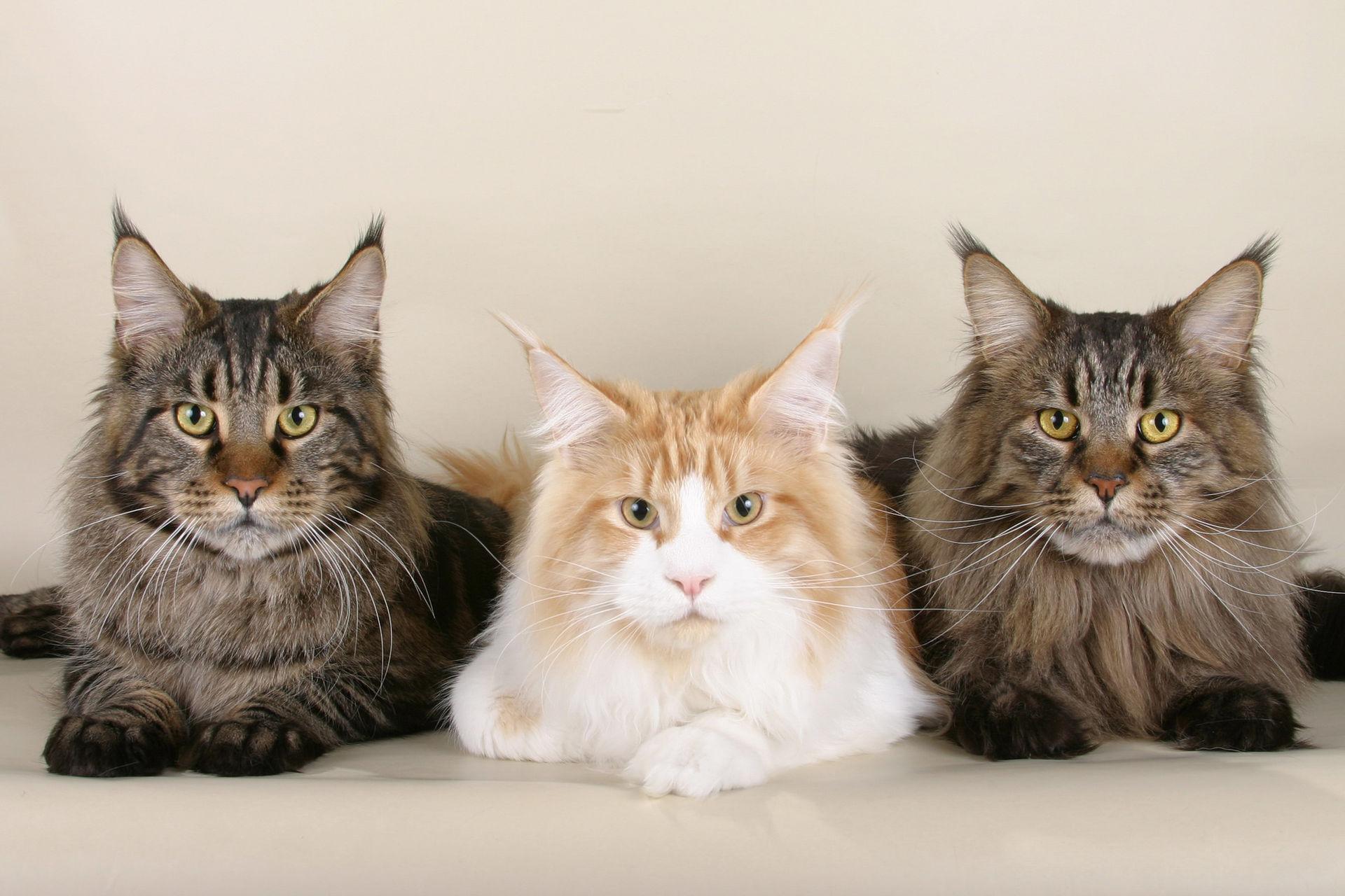 Maine Coon Cat jigsaw puzzle preview