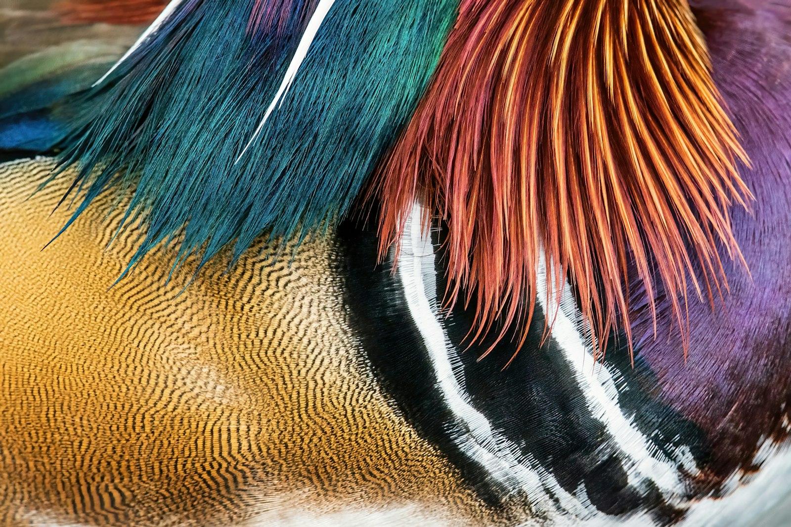 Mandarin Duck Feathers. A Beautiful Duck From Chin jigsaw puzzle preview