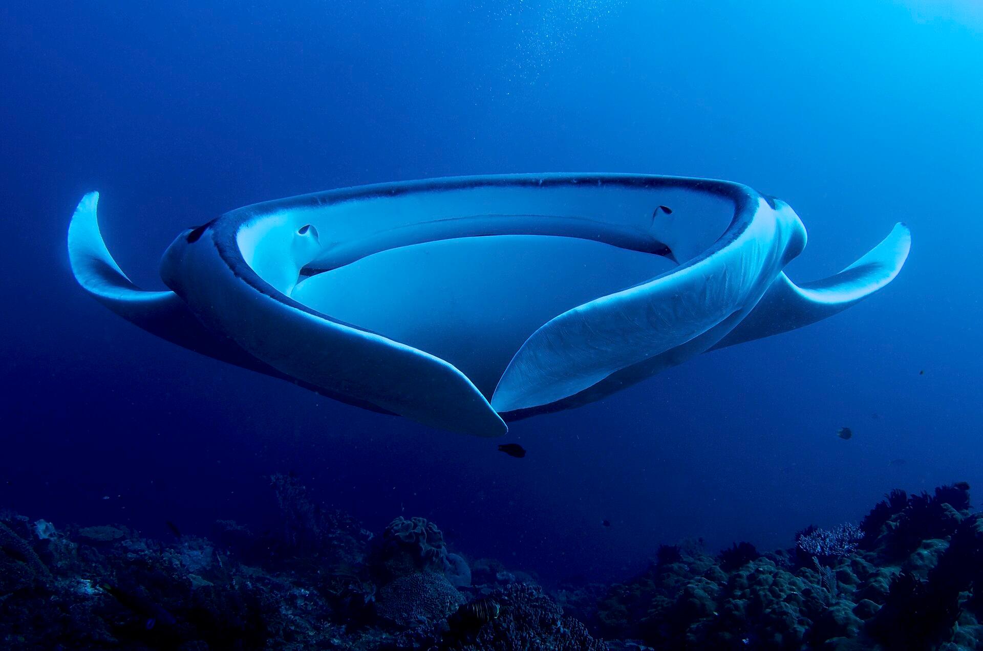 Manta Ray jigsaw puzzle preview
