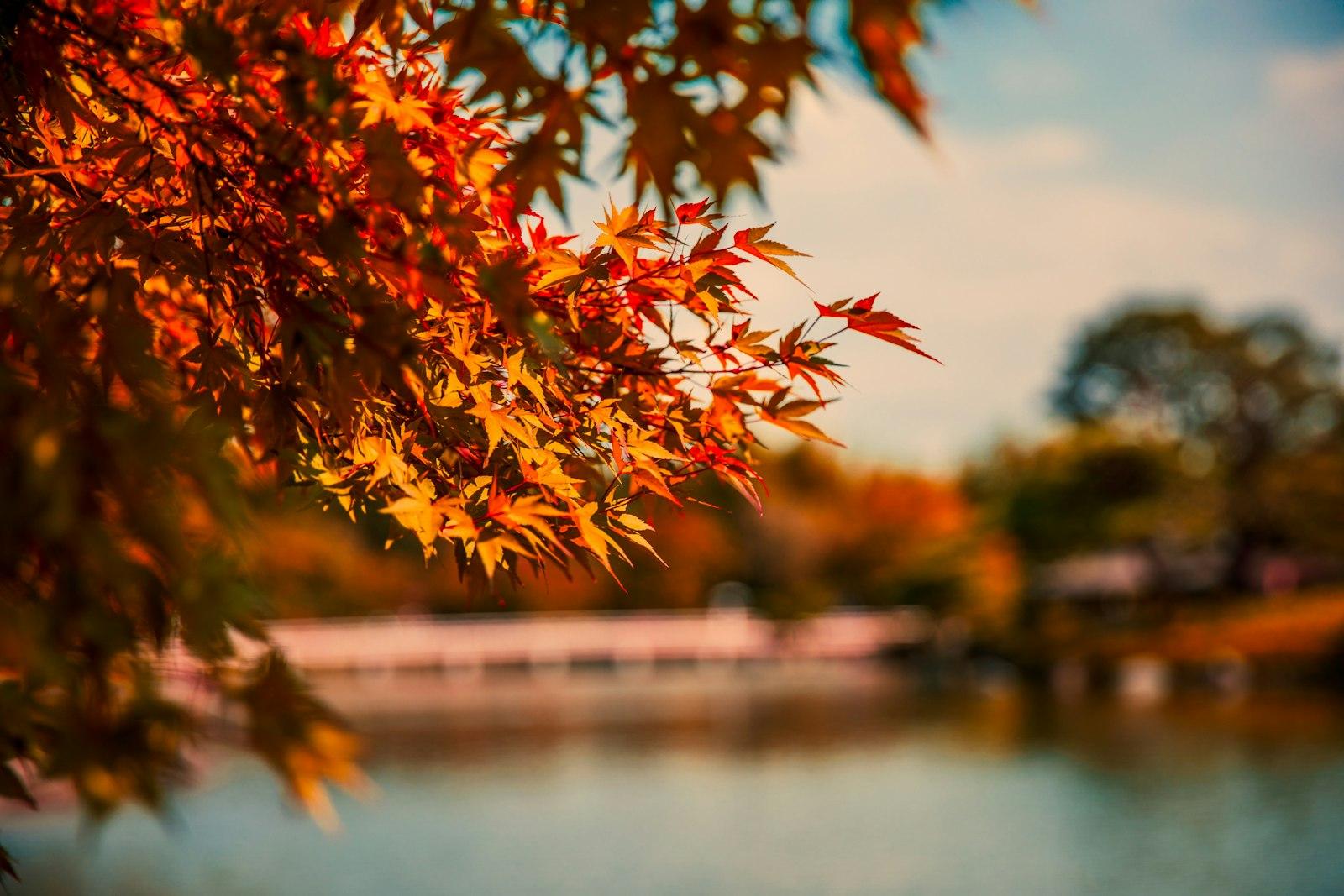 Maple jigsaw puzzle preview