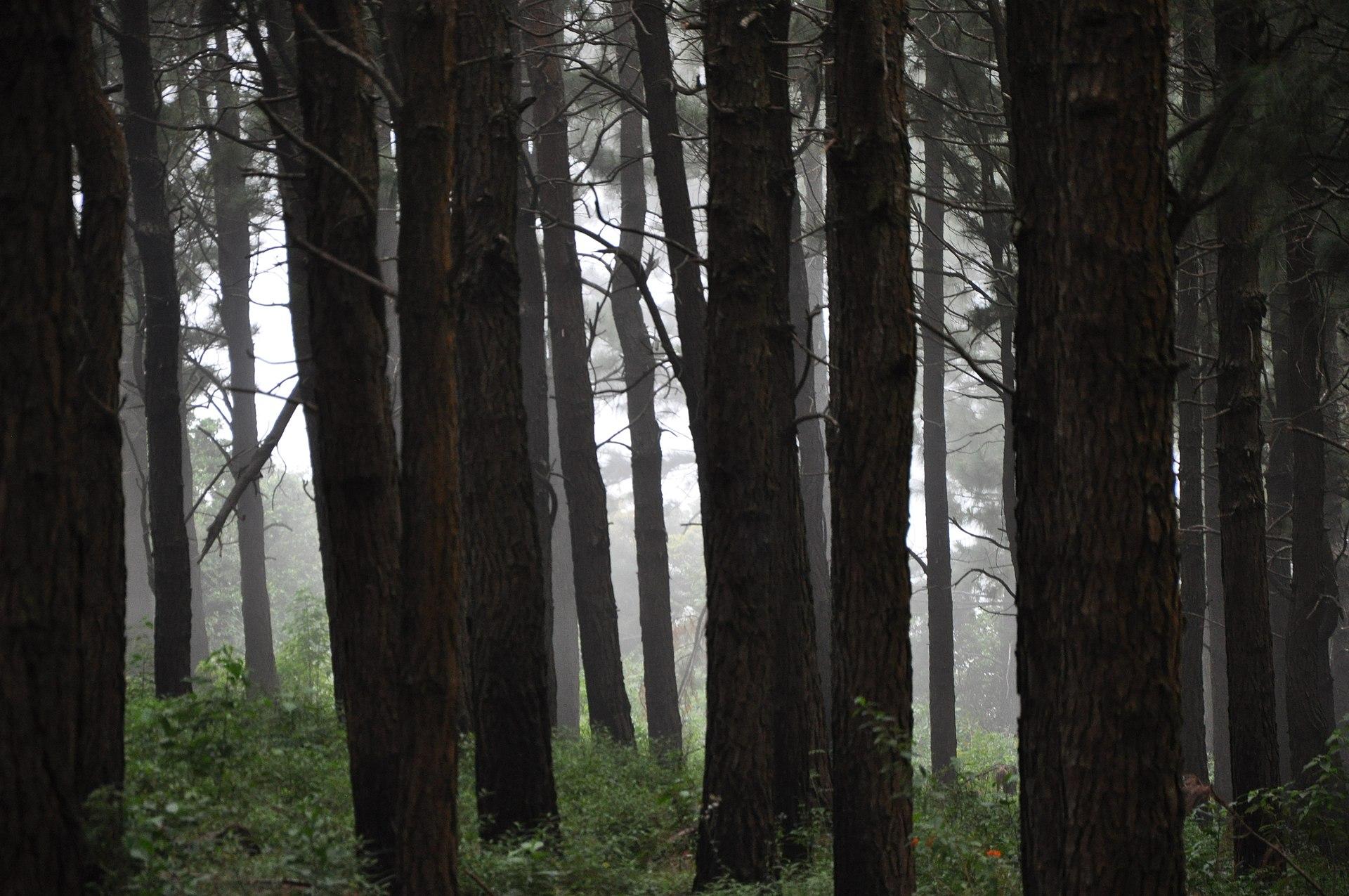 Misty Pine Woods jigsaw puzzle preview