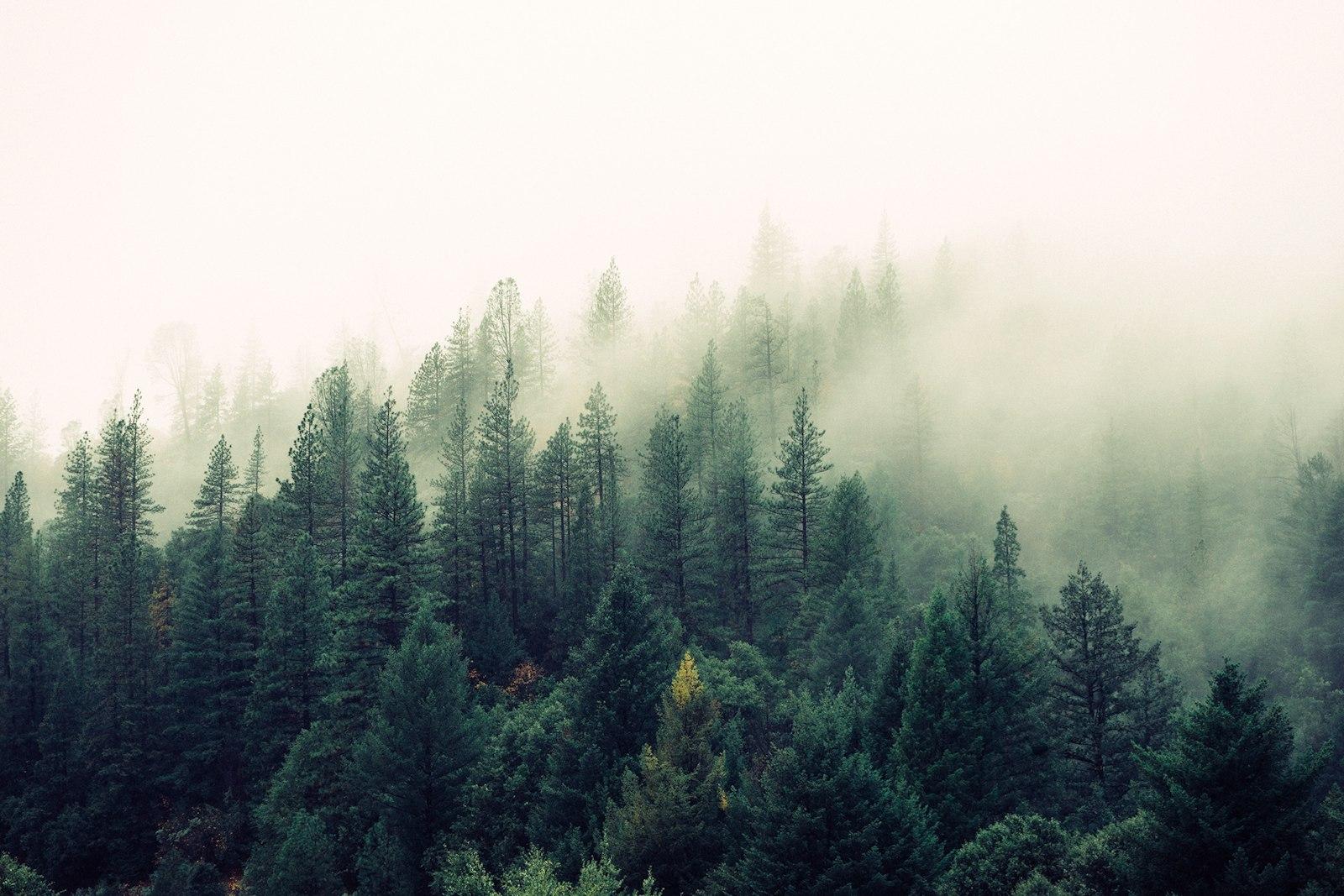Misty Shroud Over A Forest jigsaw puzzle preview