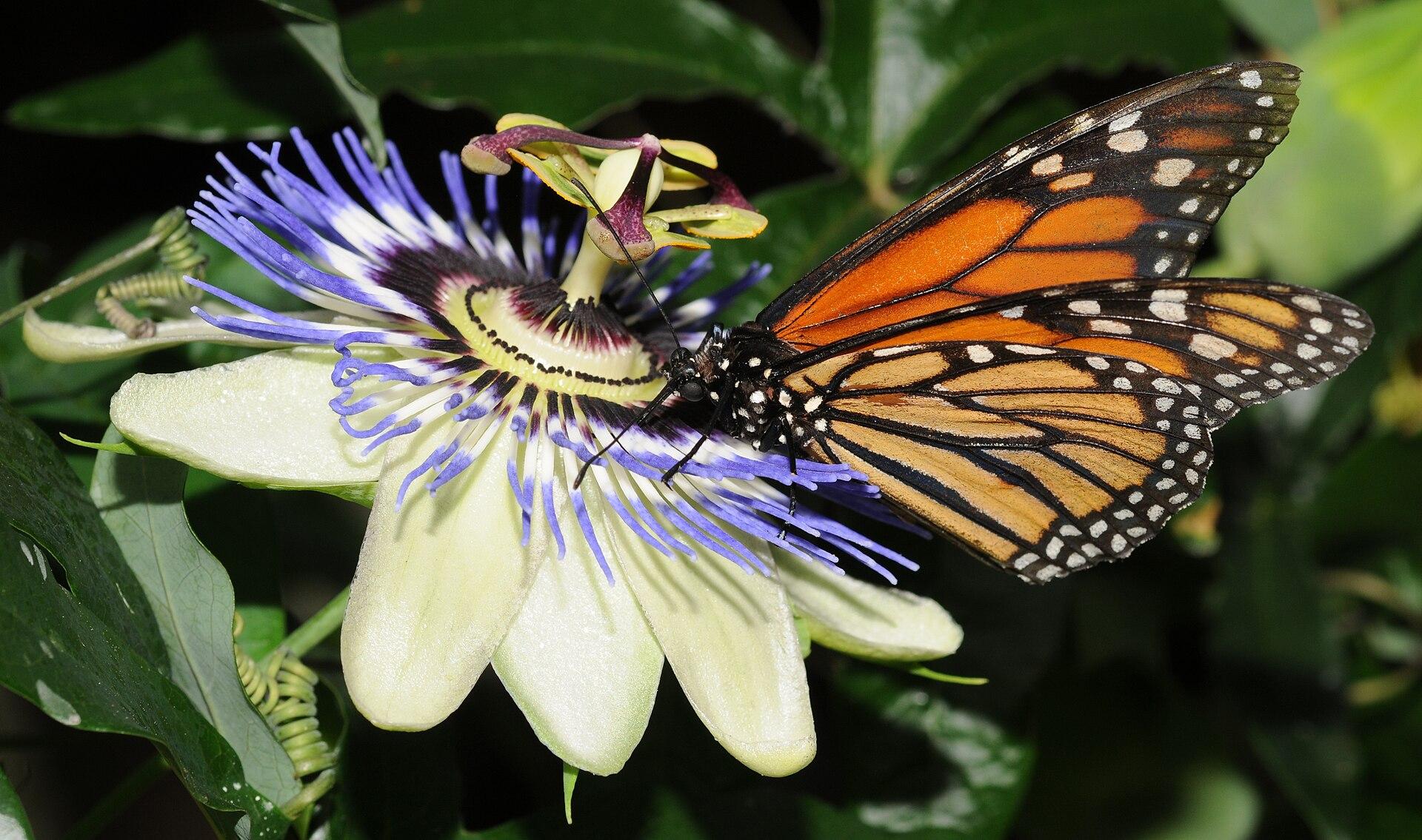 Monarch Butterflies jigsaw puzzle preview