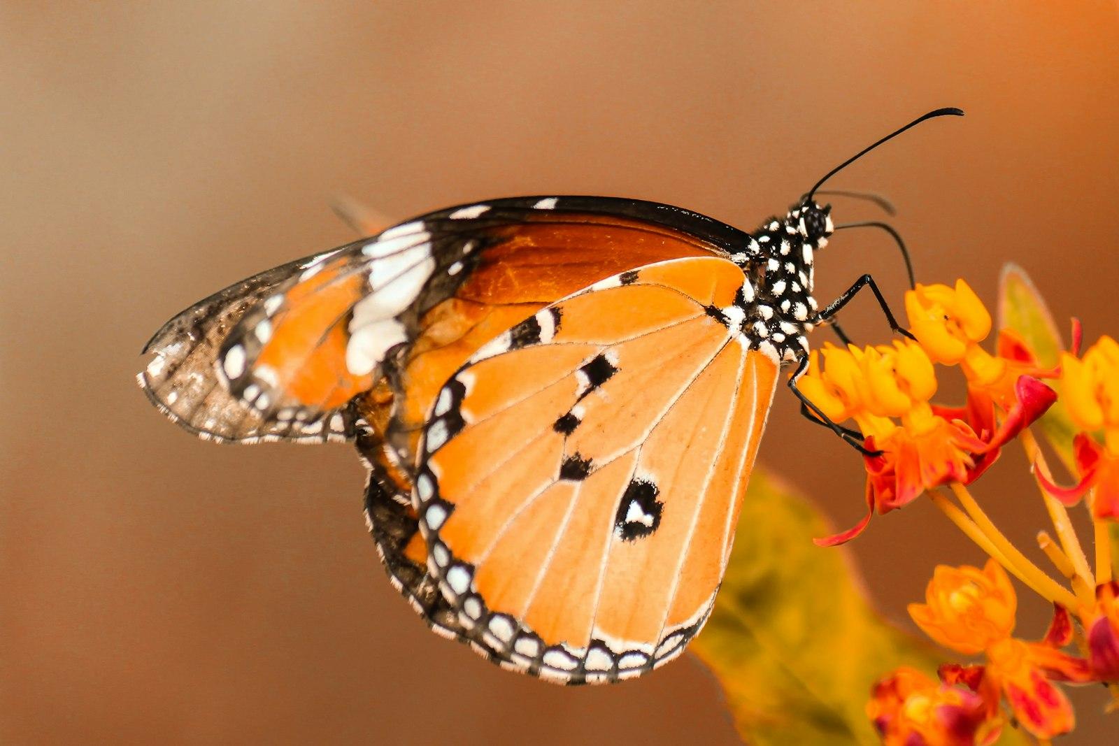 Monarch Butterfly On Bright Flowers jigsaw puzzle preview