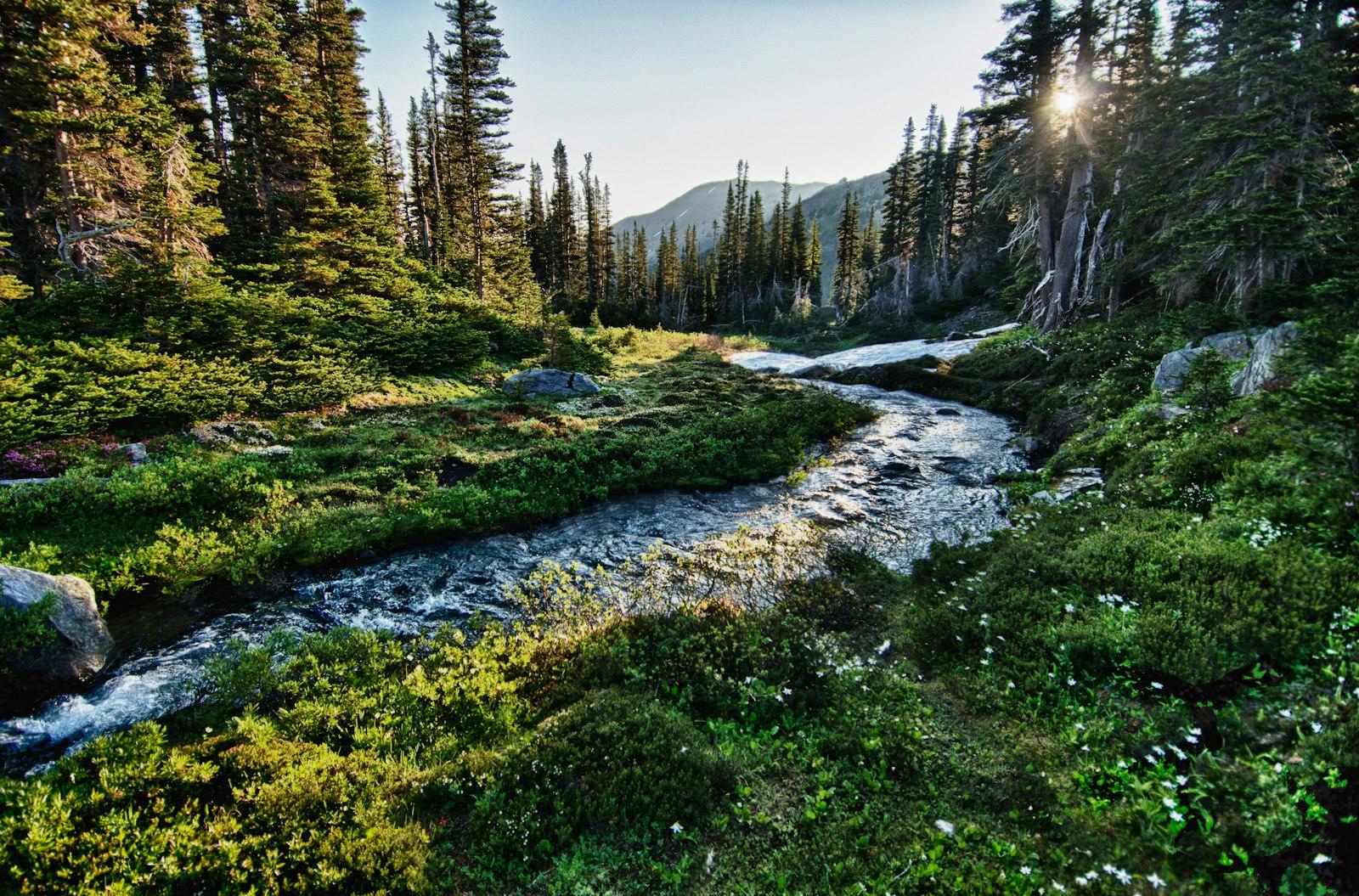 Morning Light jigsaw puzzle preview