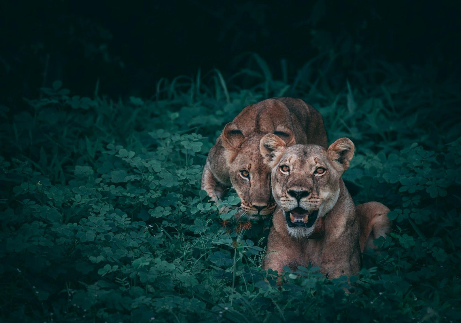 Mother And Her Cub jigsaw puzzle preview