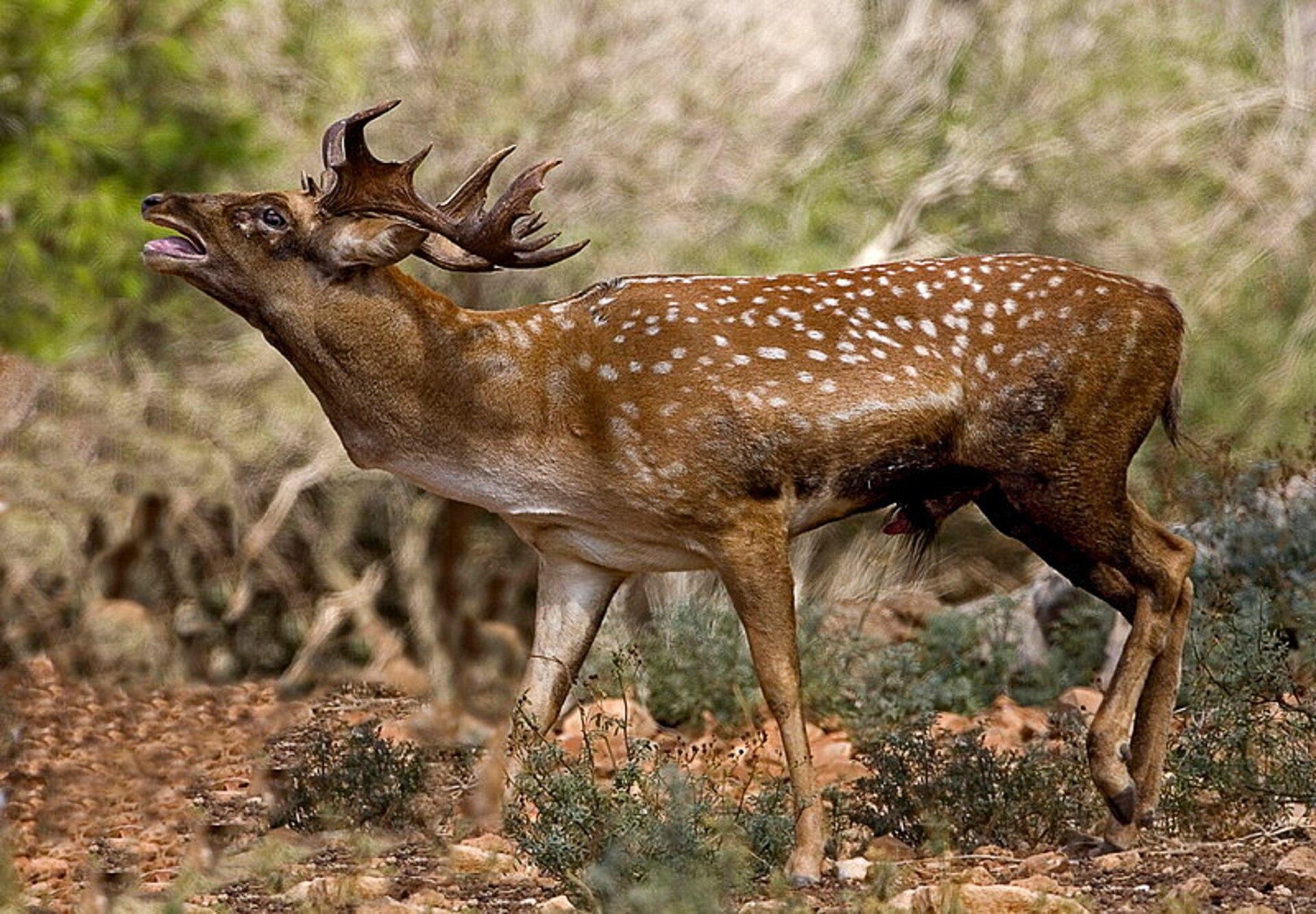 Mountain Deer jigsaw puzzle preview