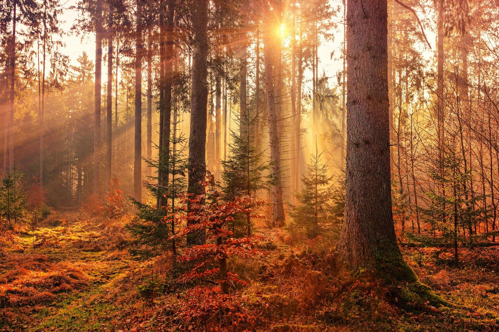 Mystery Forest Light jigsaw puzzle preview