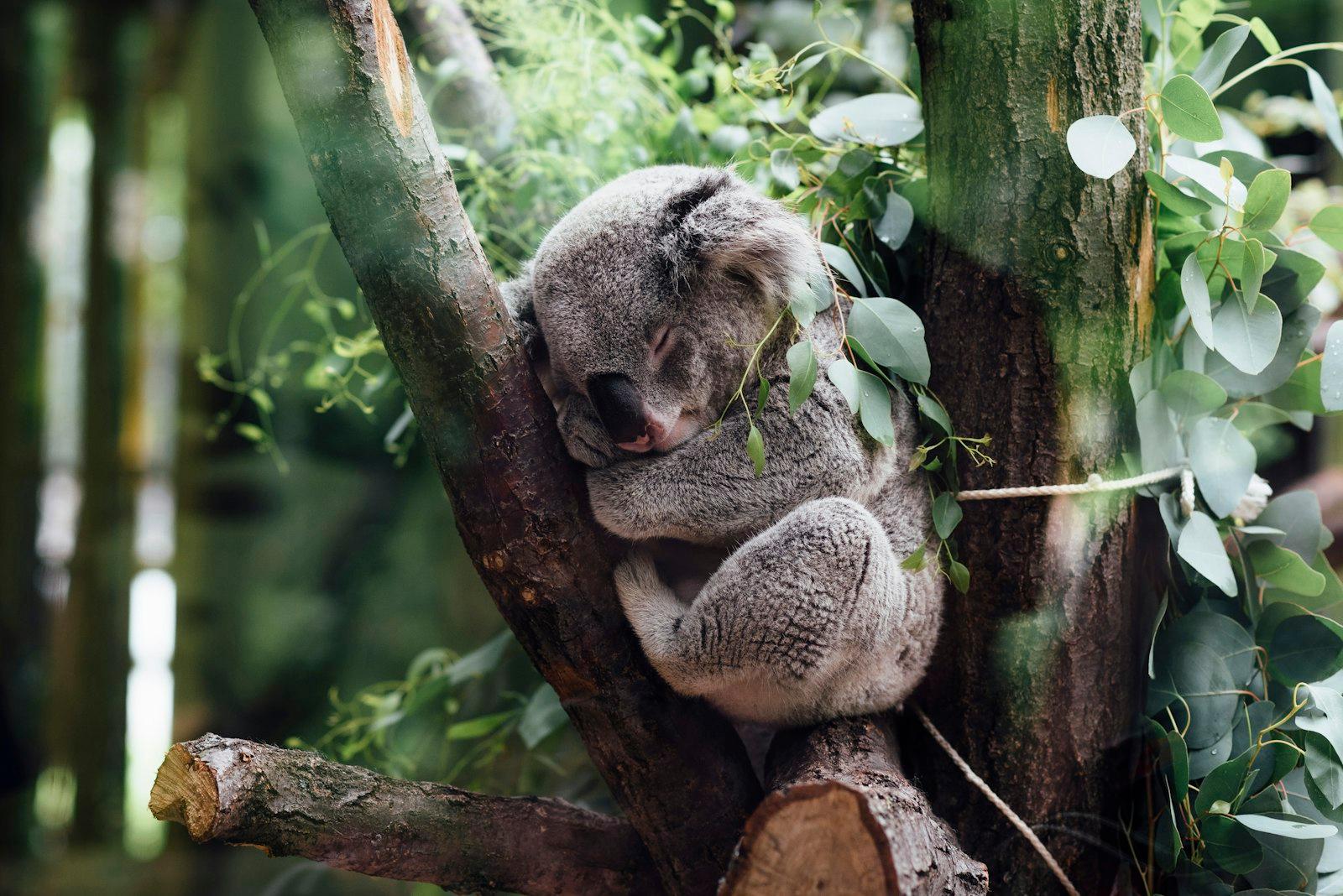 Napping Koala jigsaw puzzle preview