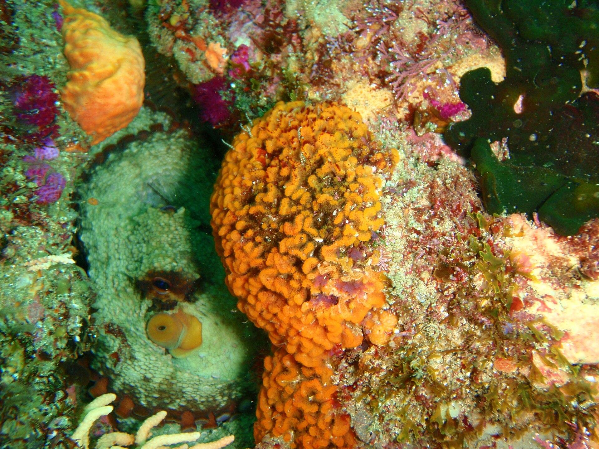 Octopus in the Reef jigsaw puzzle preview