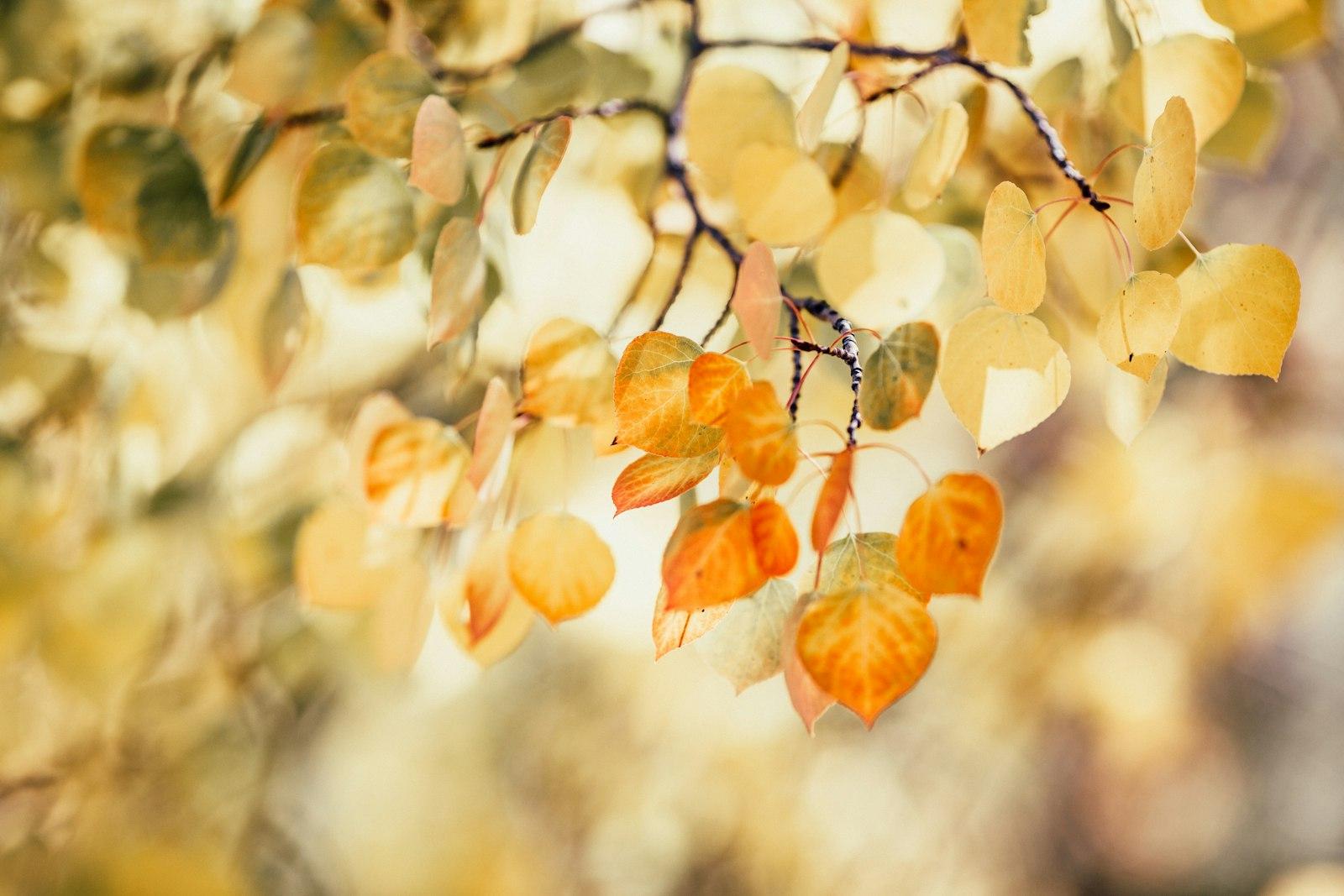 Orange And Yellow Dried Leaves On Tree jigsaw puzzle preview
