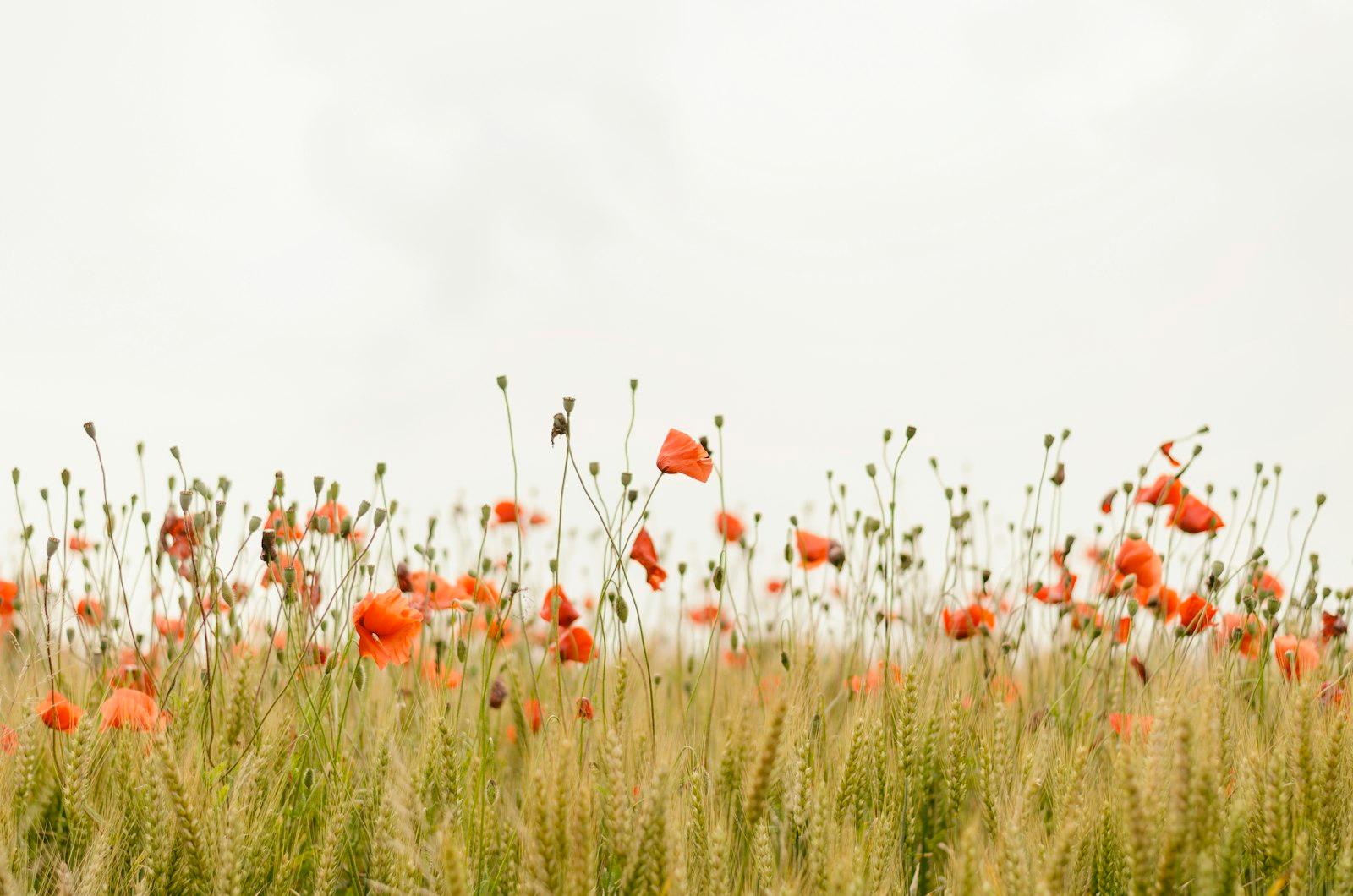 Orange Flowers jigsaw puzzle preview