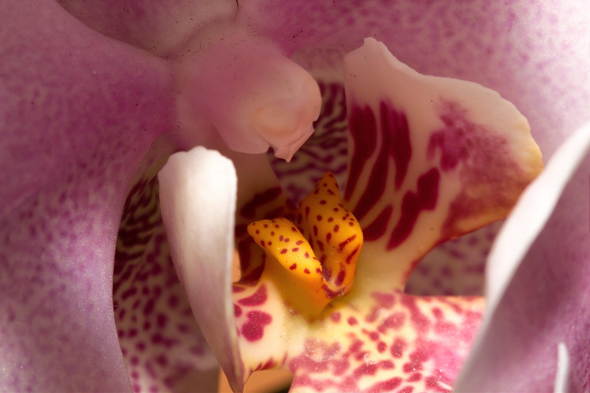 Orchid Close-Up jigsaw puzzle preview
