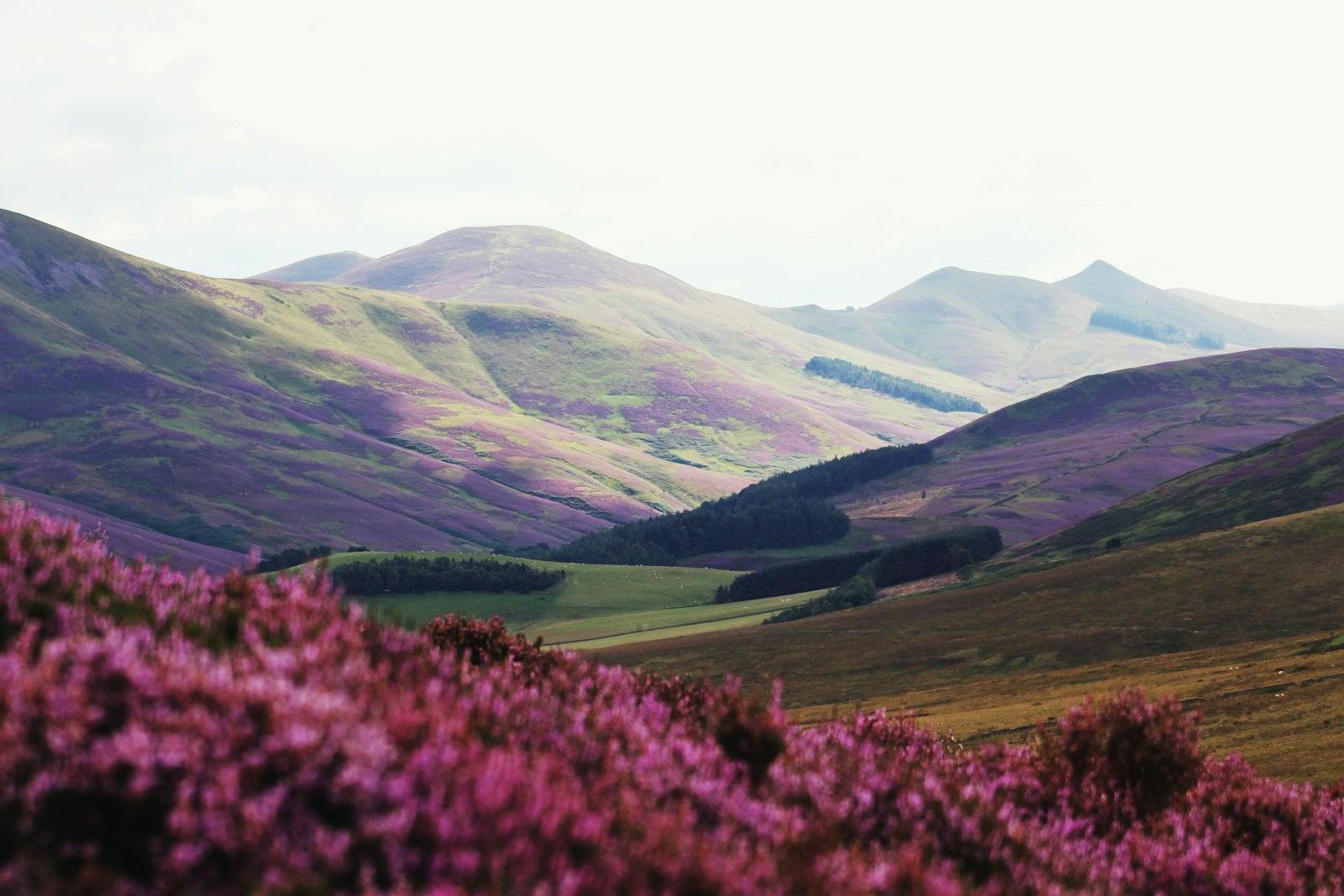 Our Green And Purple Land jigsaw puzzle preview