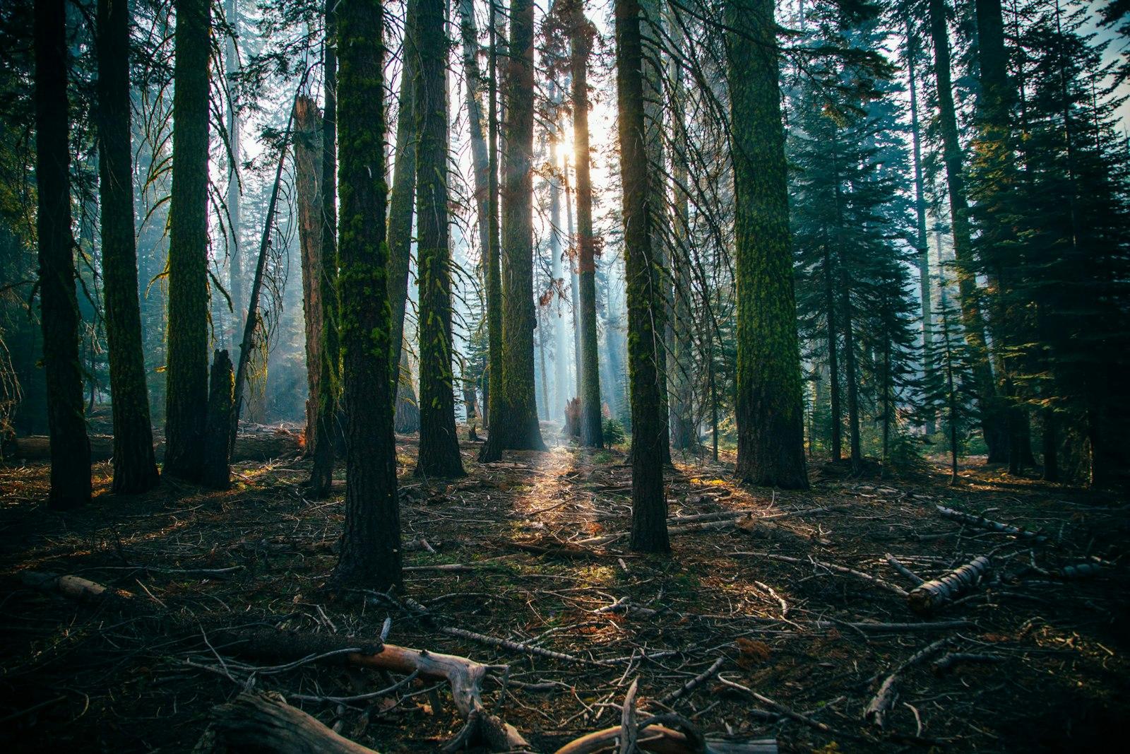 Pacific Forests jigsaw puzzle preview