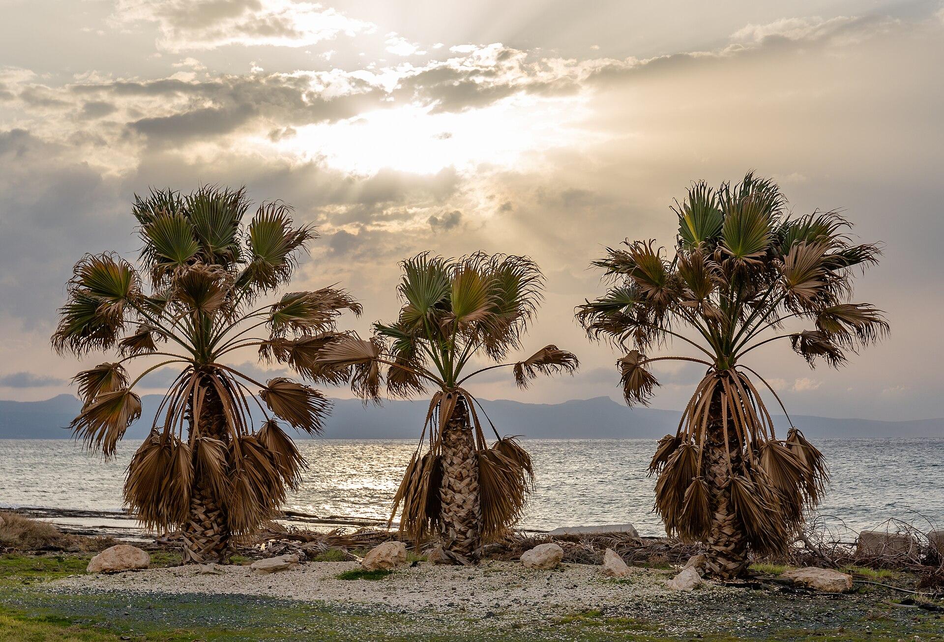 Palm Tree Beach jigsaw puzzle preview