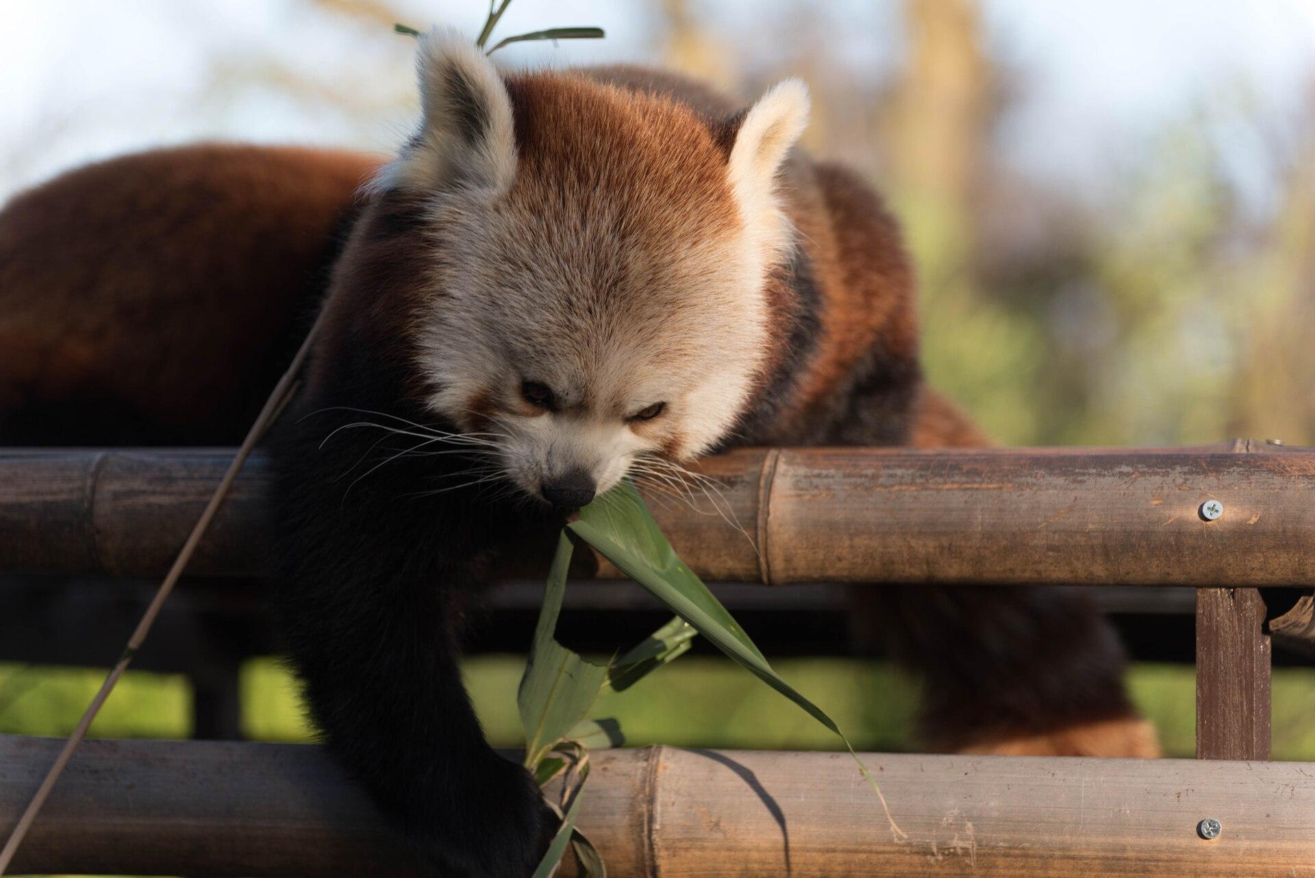 Panda Eating Bamboo jigsaw puzzle preview