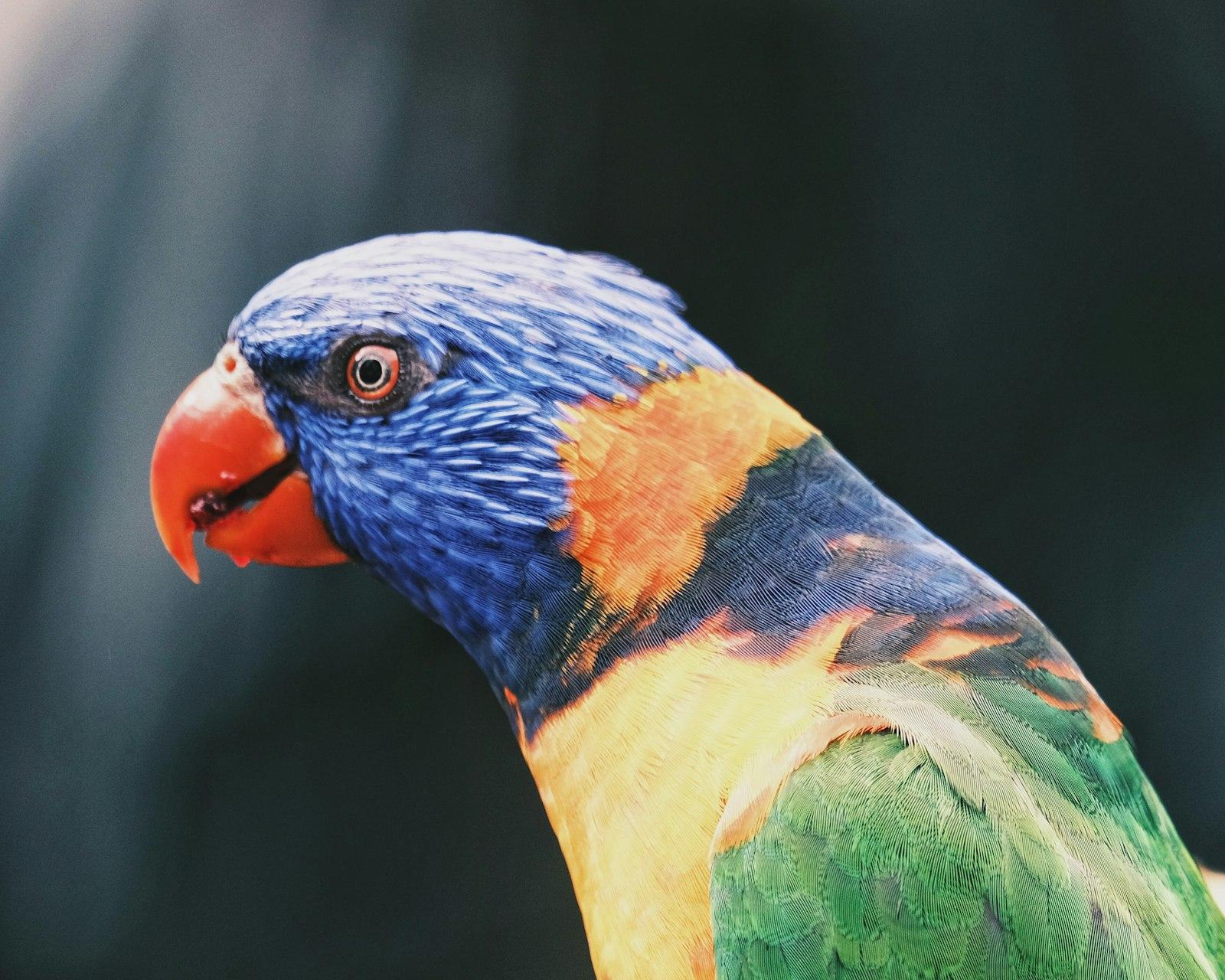 Parrot jigsaw puzzle preview