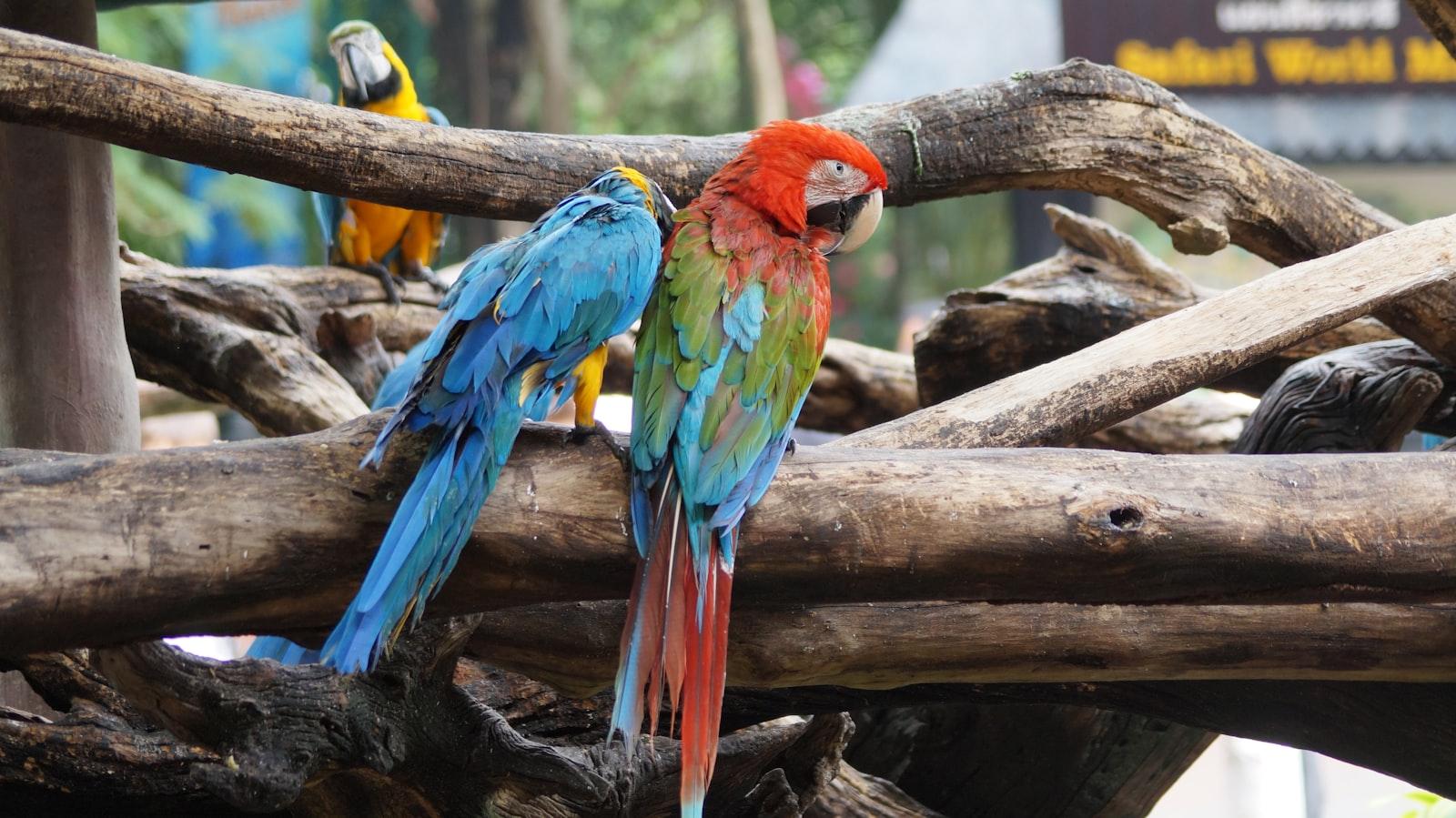 Parrot In Tree jigsaw puzzle preview