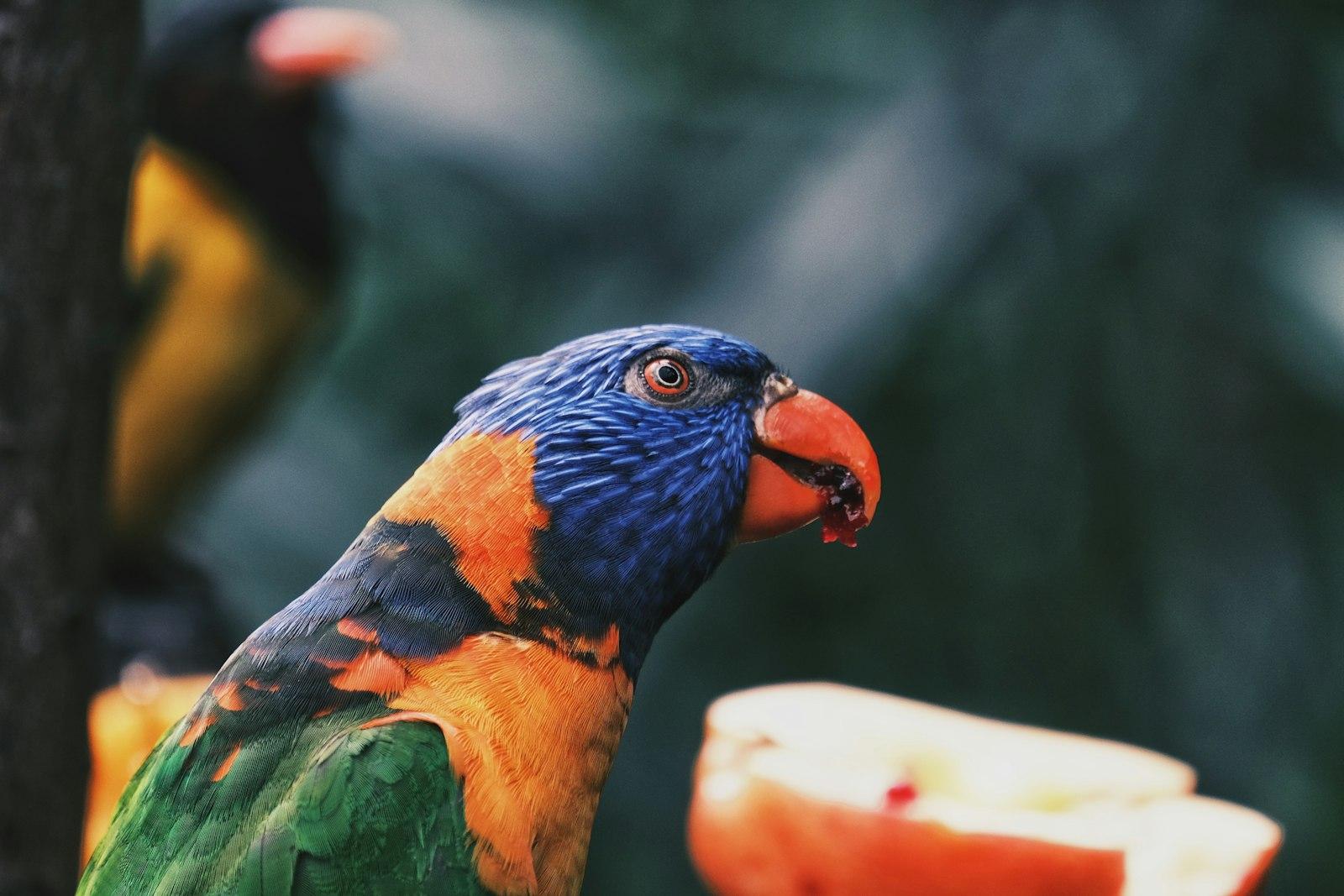 Parrot jigsaw puzzle preview