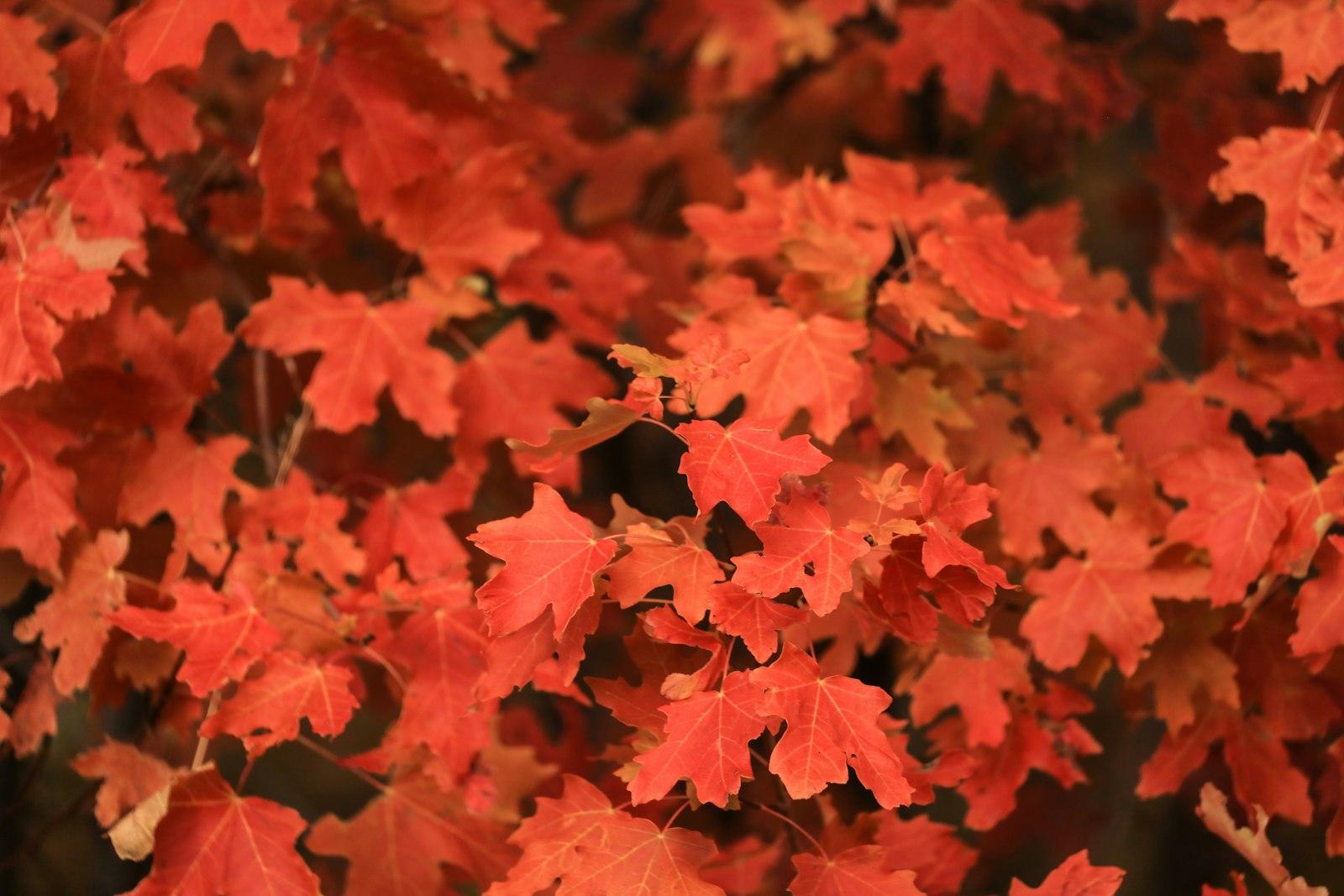 Patrick Hendry - Textured Red jigsaw puzzle preview