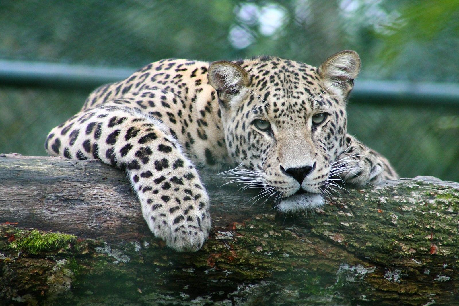 Peeking Leopard jigsaw puzzle preview