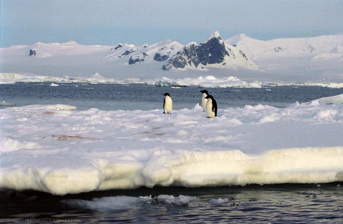 Penguins on Ice jigsaw puzzle preview