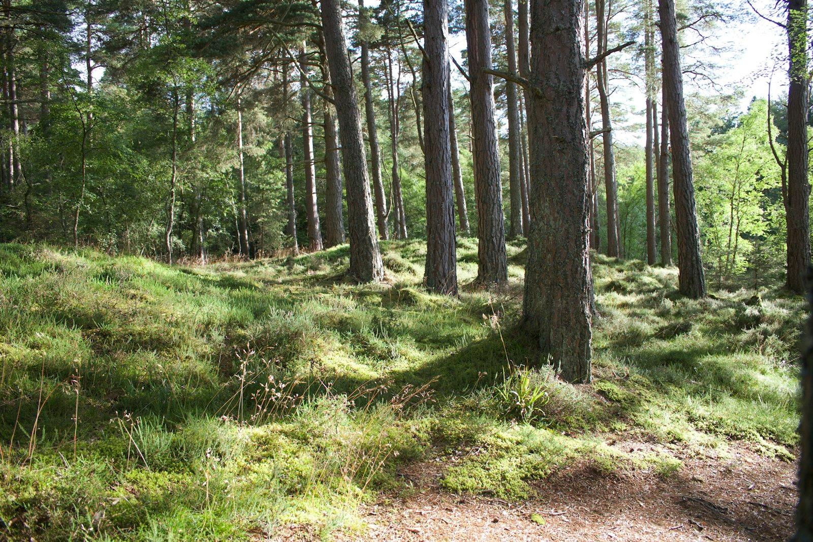 Photography Of Forest At Daytime jigsaw puzzle preview