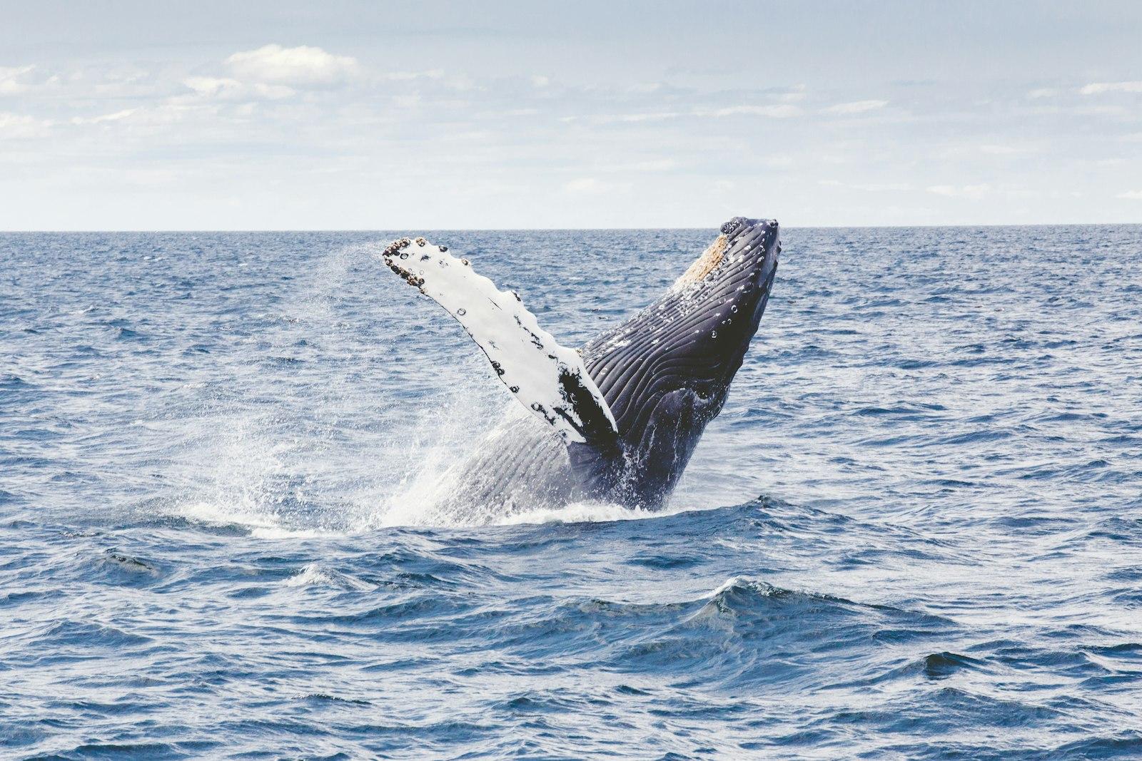 Photography Of Whale jigsaw puzzle preview