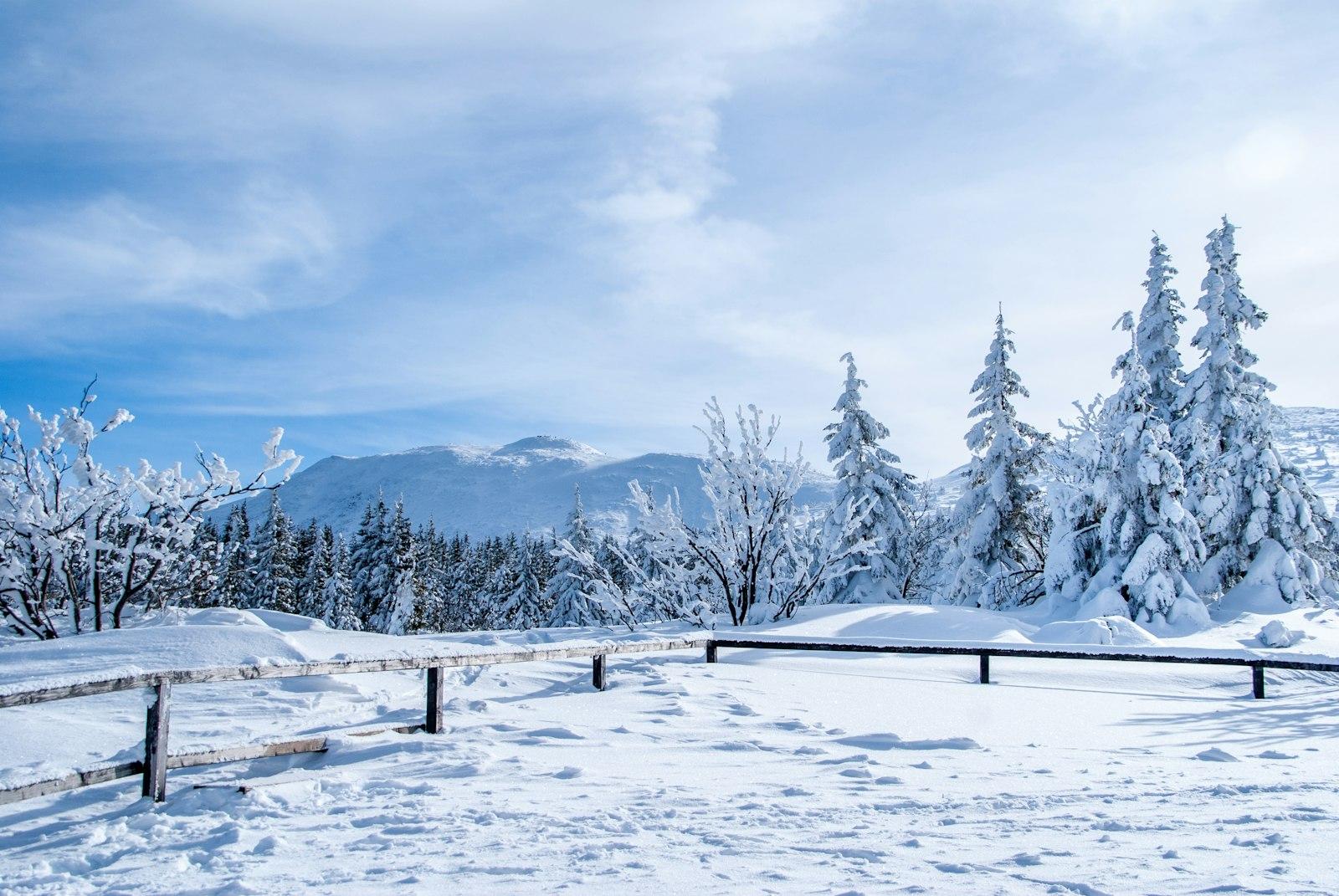 Pine Trees Covered With Snow During Daytime jigsaw puzzle preview