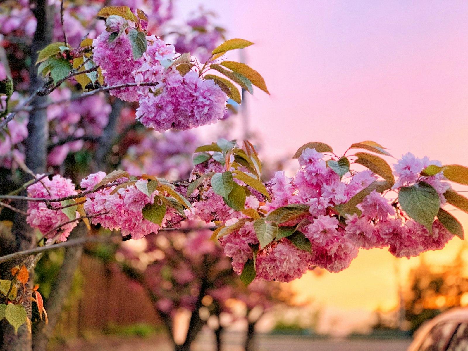 Pink And White Flowers During Daytime jigsaw puzzle preview