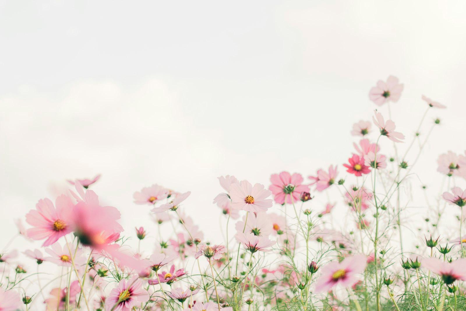 Pink And White Flowers Under White Sky jigsaw puzzle preview