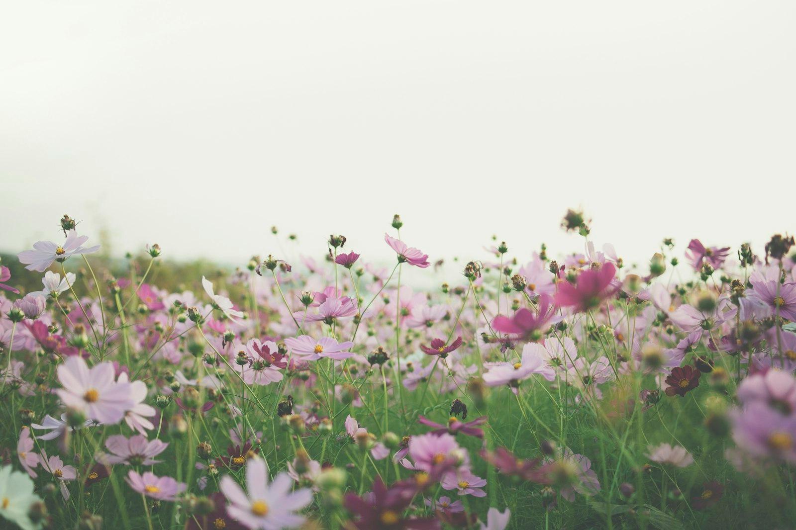 Pink And White Flowers Under White Sky During Dayt jigsaw puzzle preview