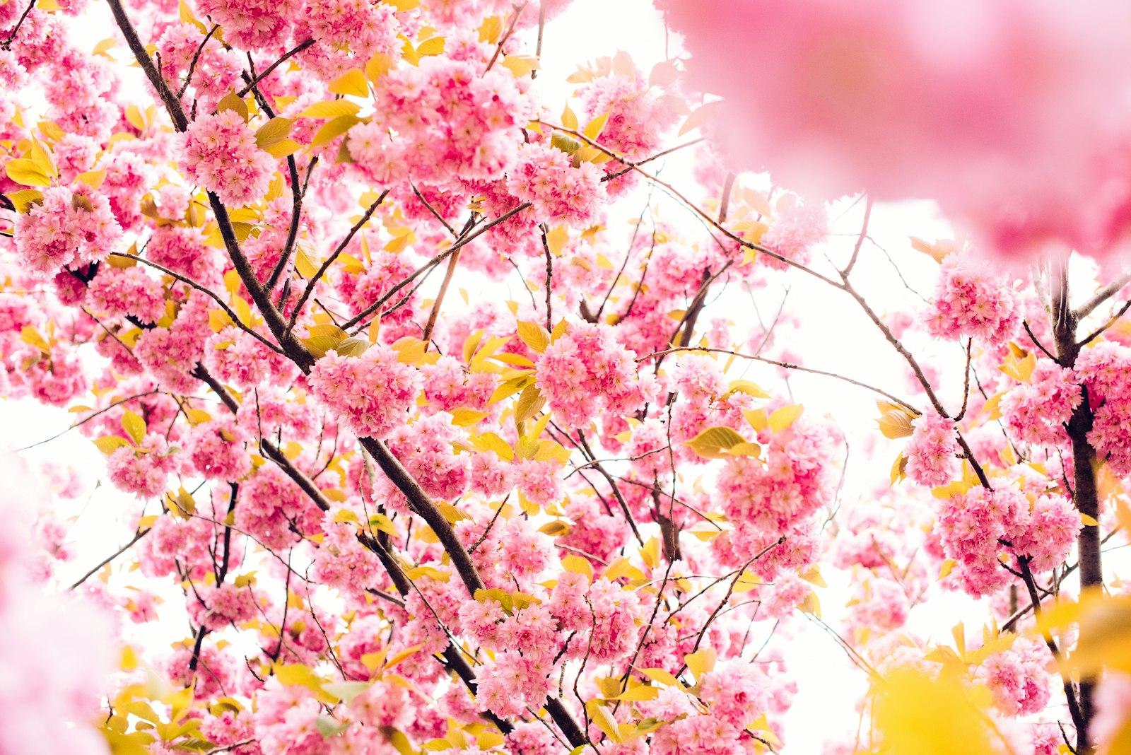 Pink Blossoming Tree jigsaw puzzle preview
