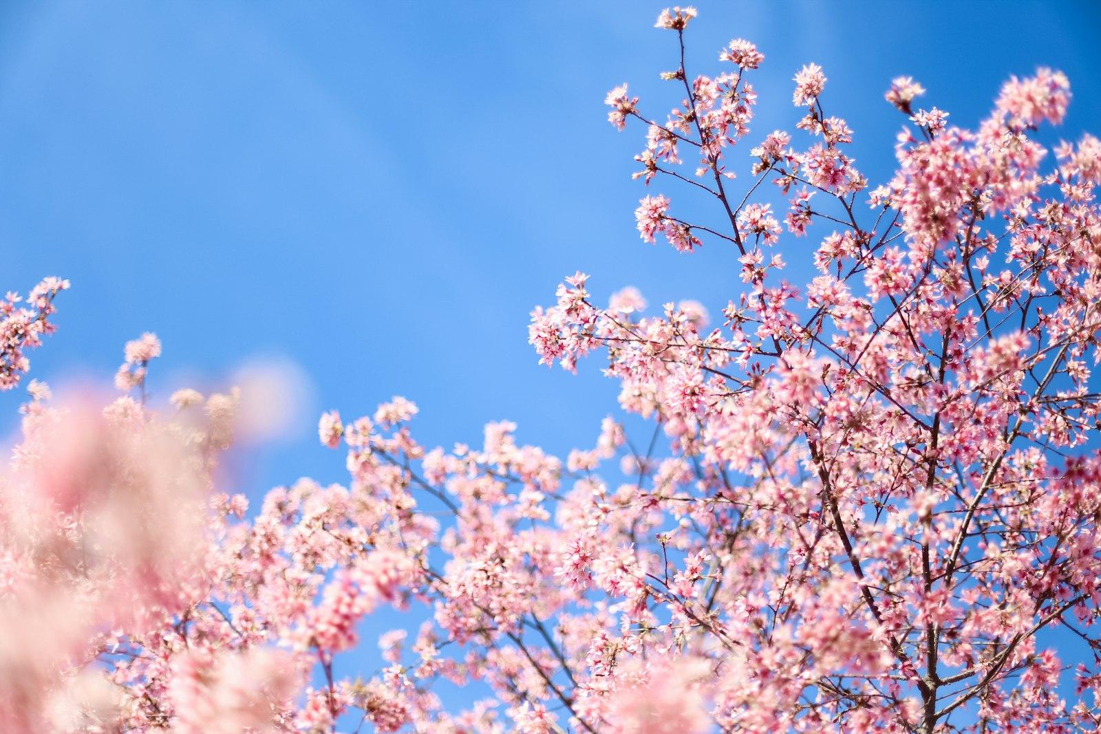 Pink Cherry Blossom Under Blue Sky During Daytime jigsaw puzzle preview