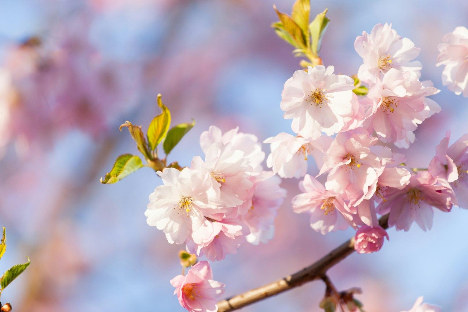 Pink Cherry Blossoms Sakura Against Clear Blue Sky jigsaw puzzle preview