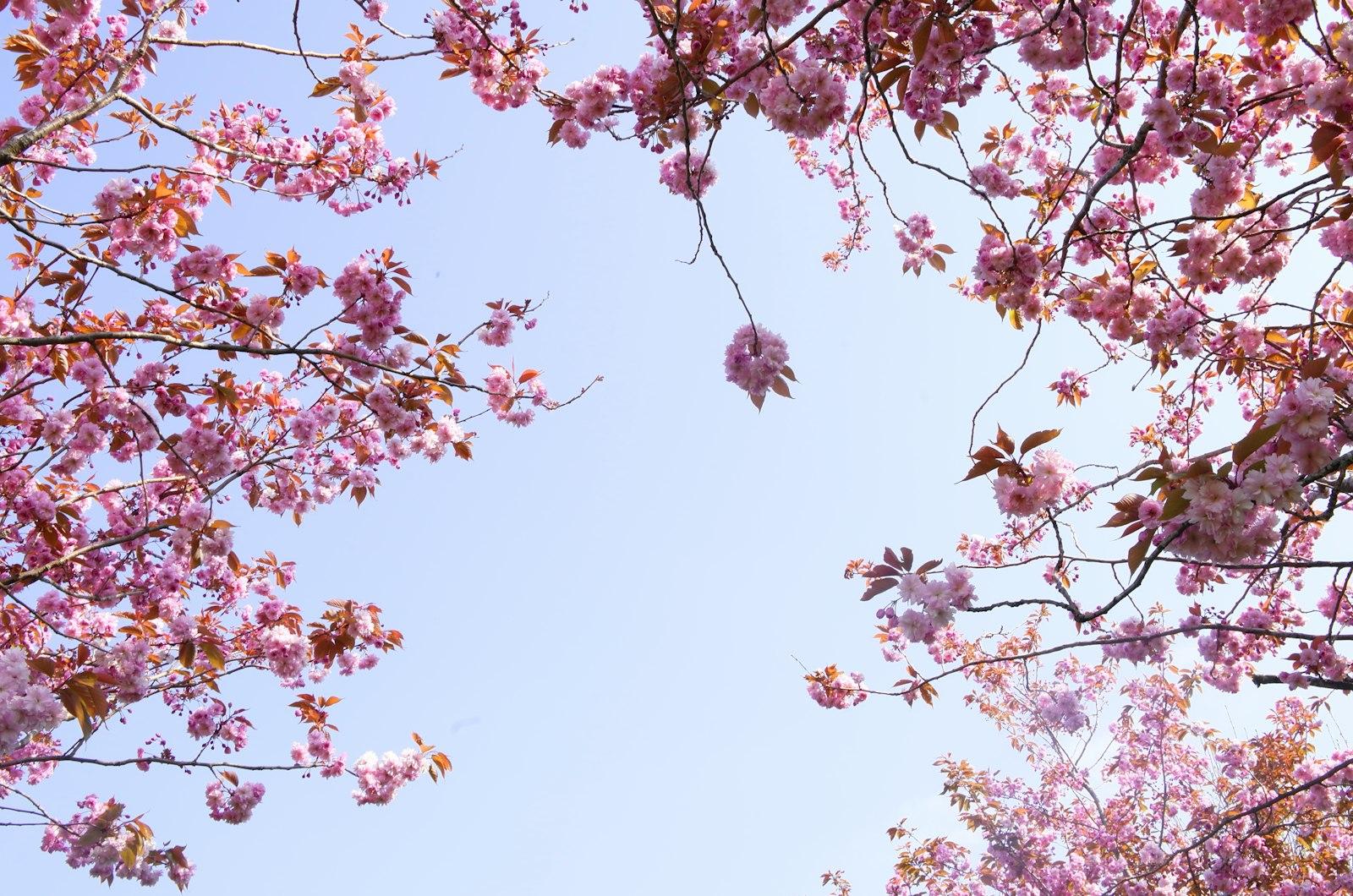 Pink Tree jigsaw puzzle preview