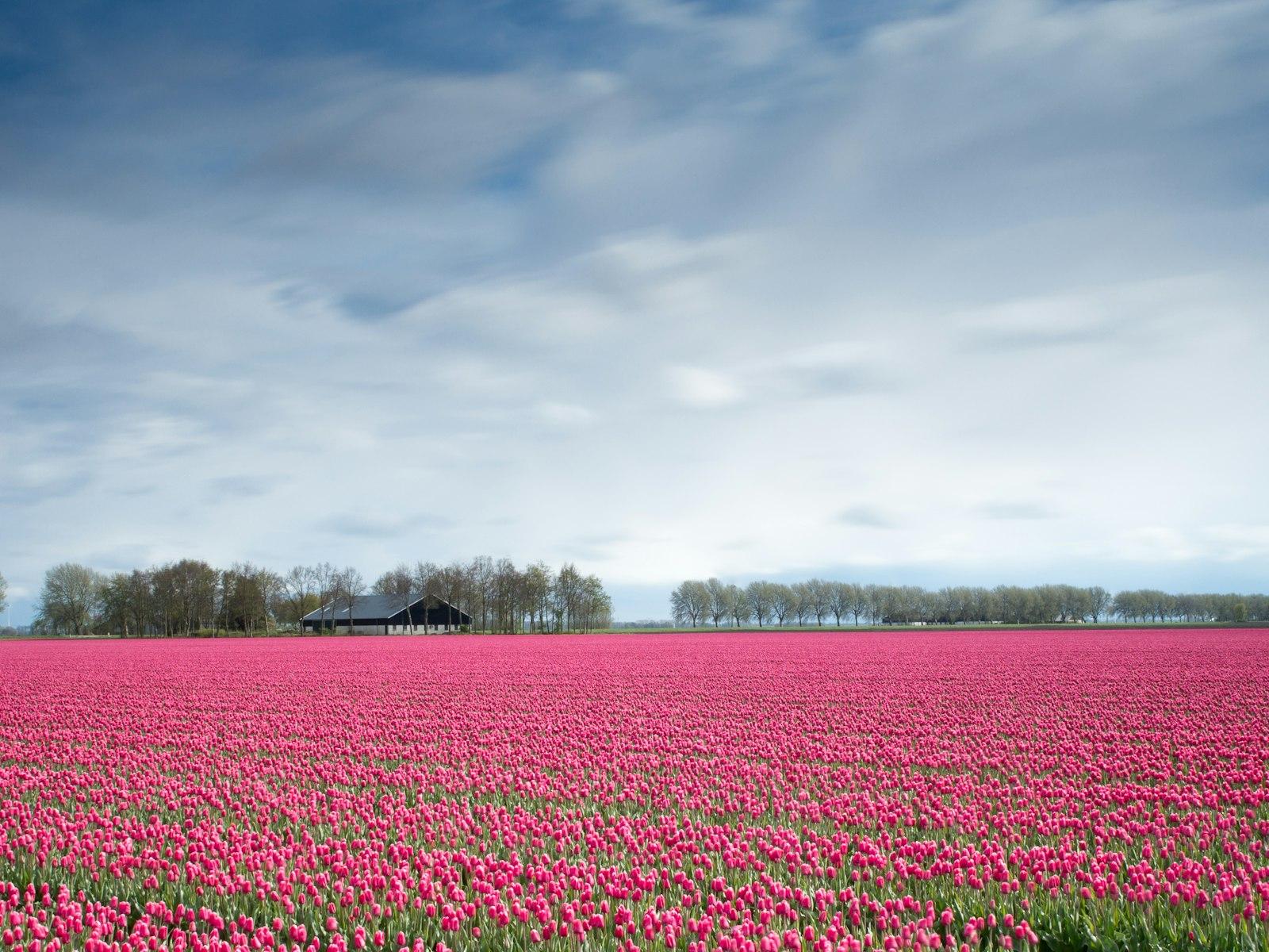 Pink Tulip Field jigsaw puzzle preview