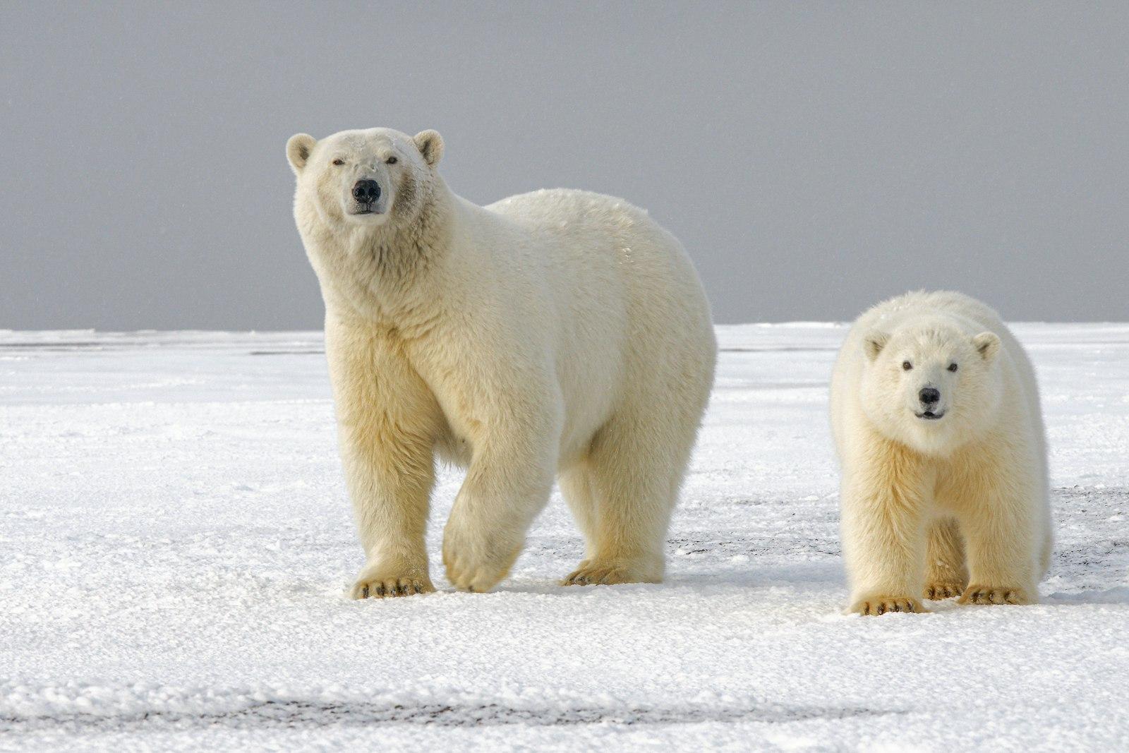 Polar Bear Mother And Child, Northern Alaska jigsaw puzzle preview